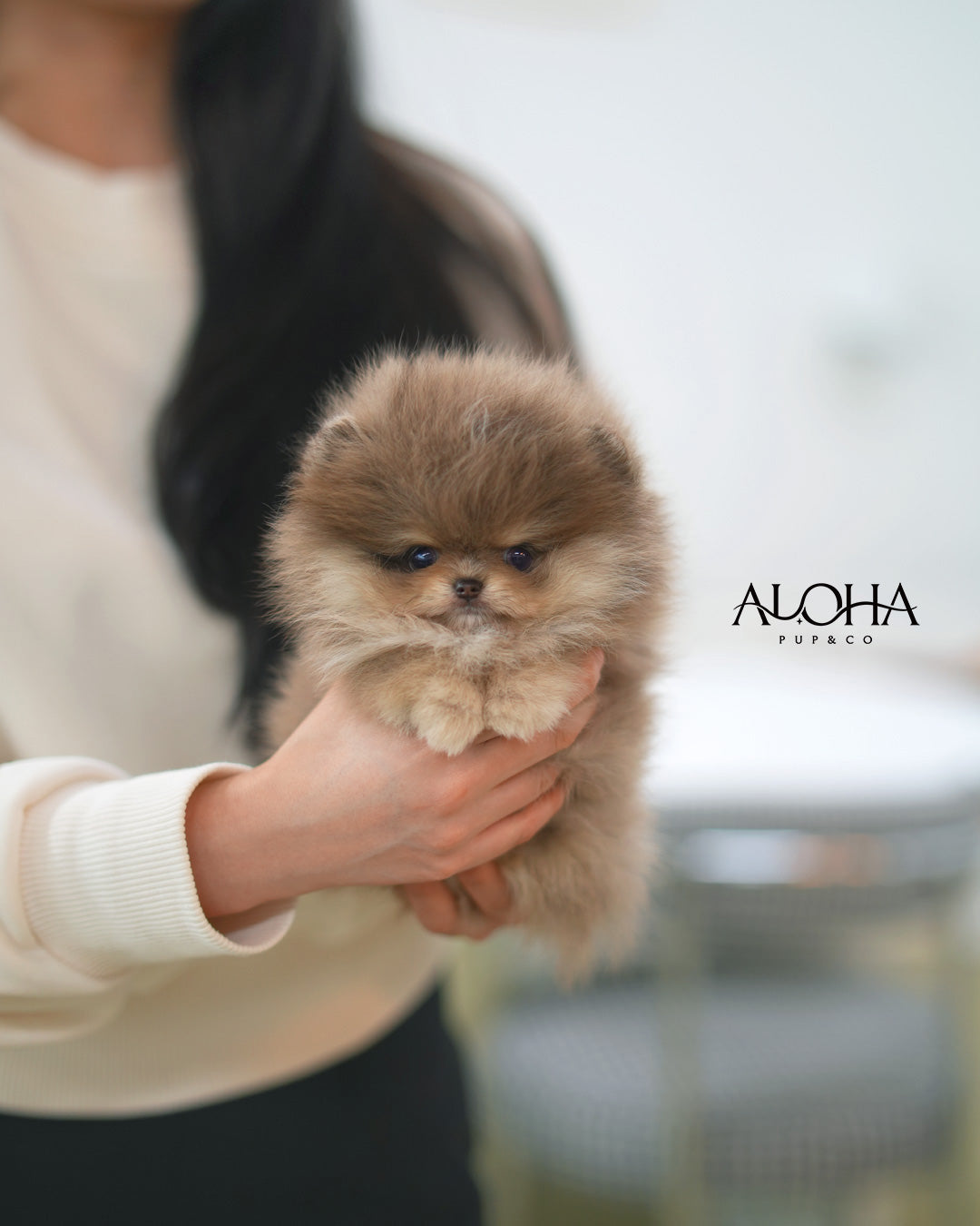 芬迪 [茶杯博美犬]