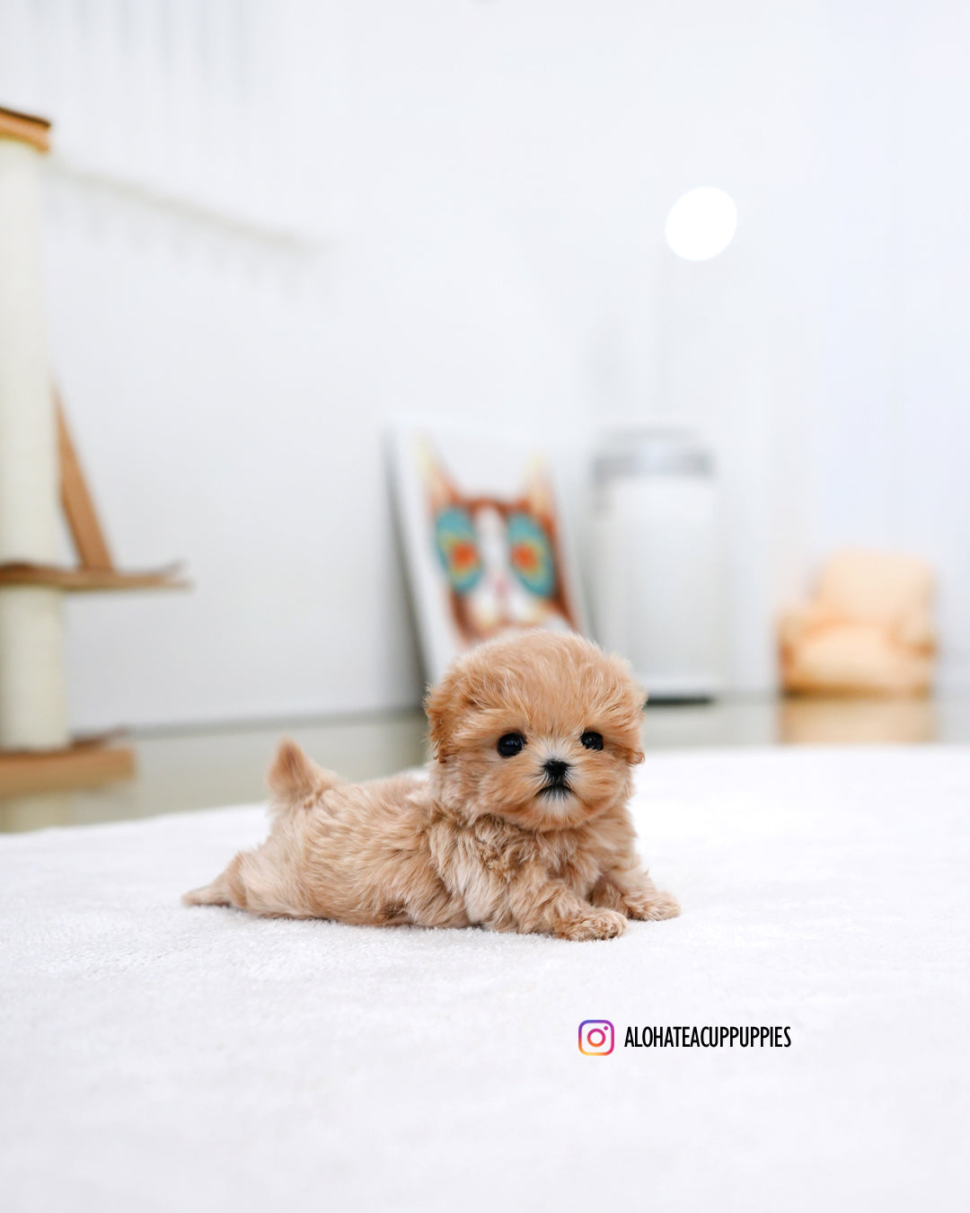 Orin [TEACUP MALTIPOO]