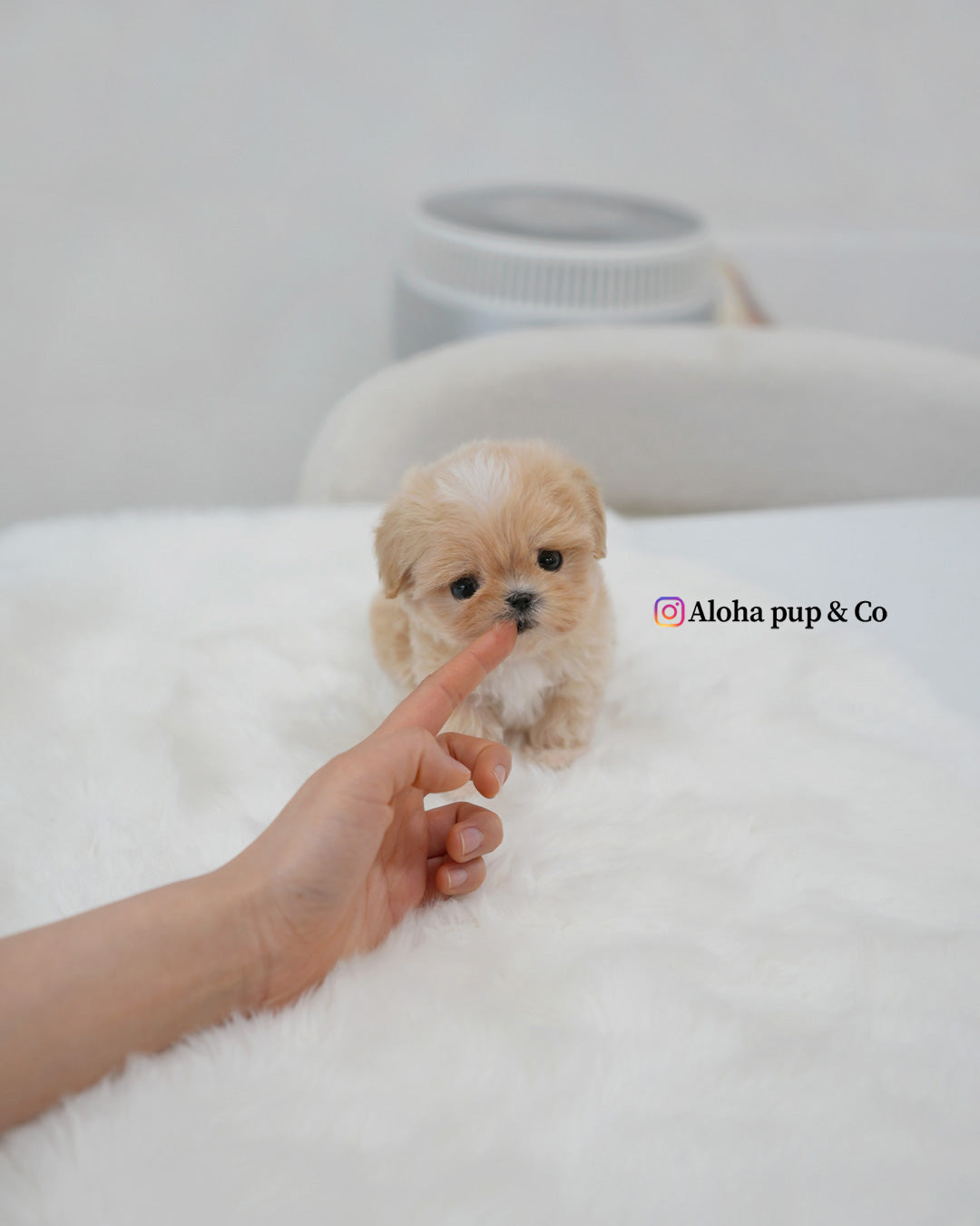 Rio [TEACUP MALTIPOO]