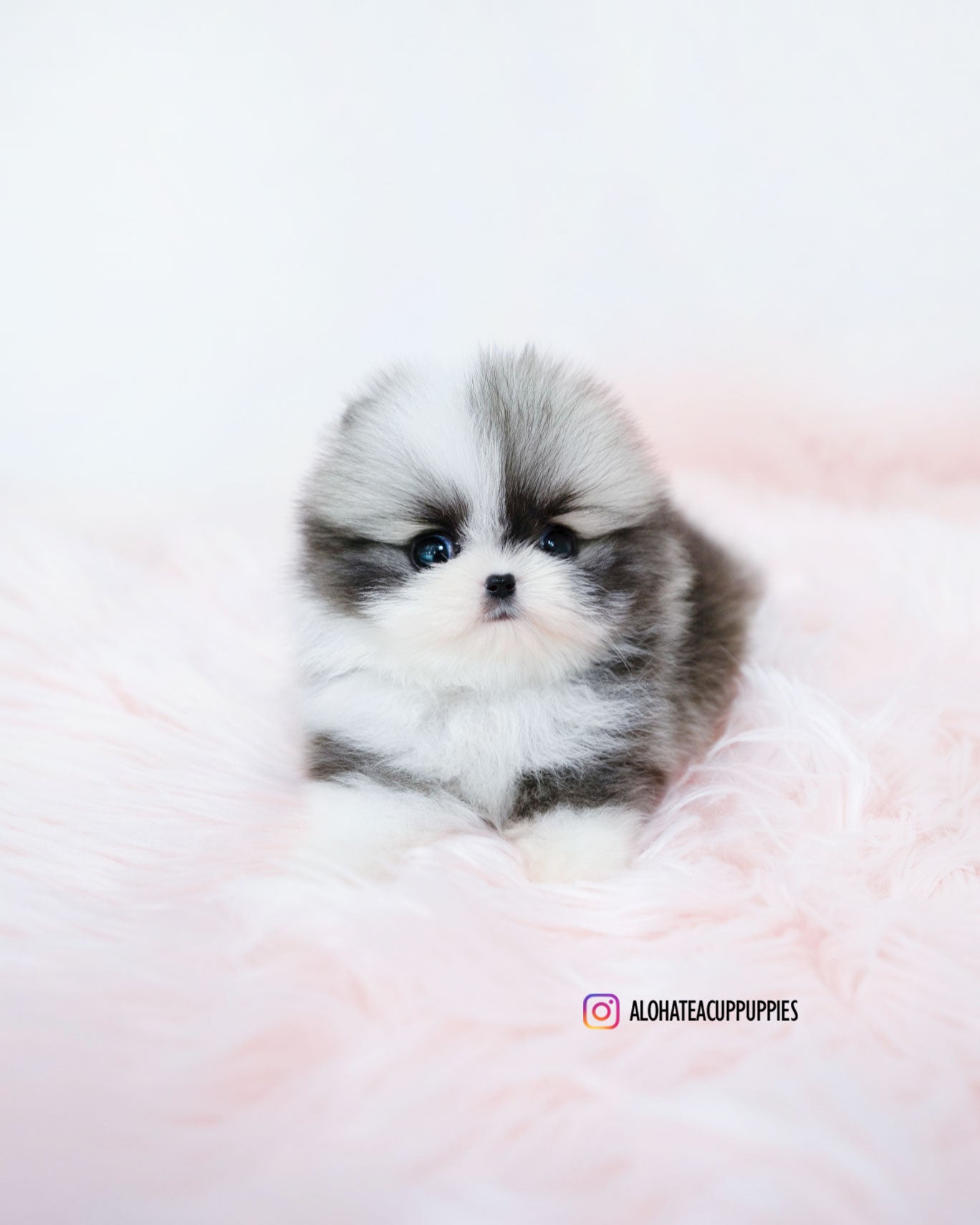 Sienna [POMERANIA TAZA DE TÉ]