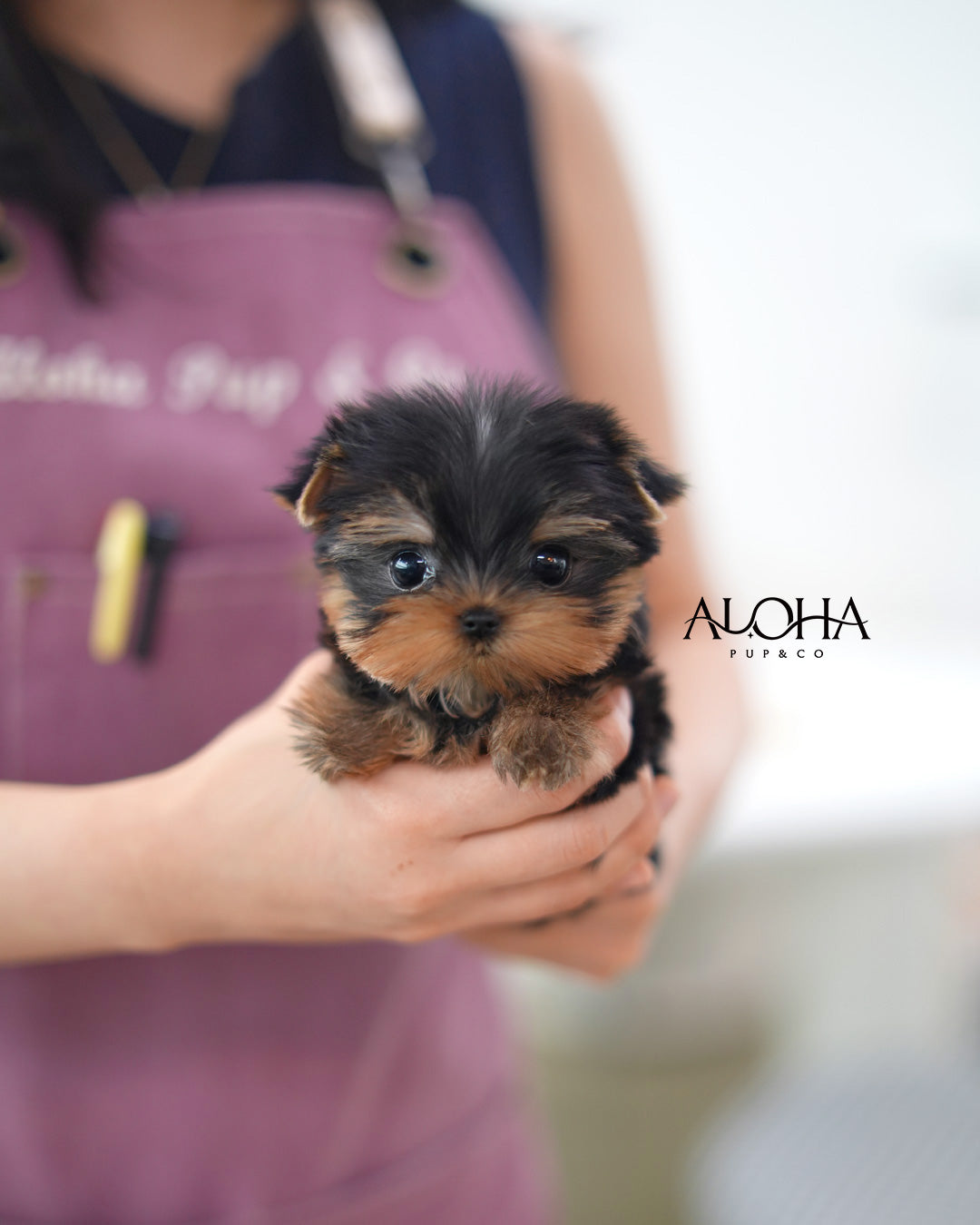 Amber [Teacup Yorkie]