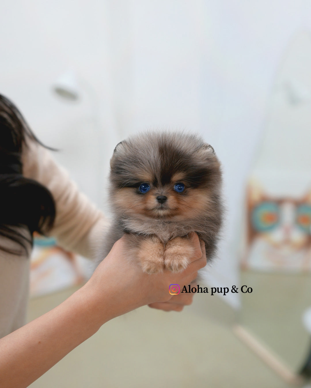 Lyn [POMERANIA TACITA DE TÉ]