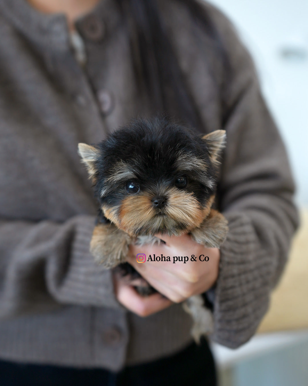Ava [Teacup YORKIE]
