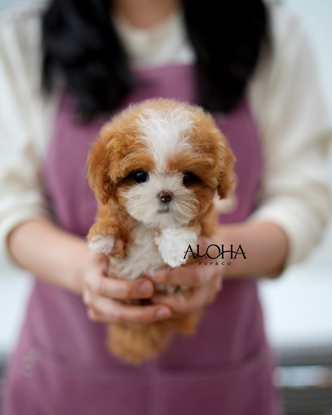 Molly [TEACUP MALTIPOO]