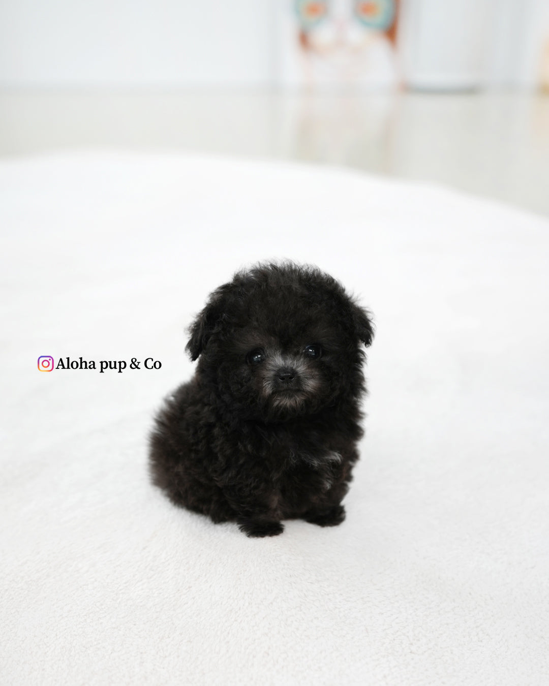 Bubu [TEACUP POODLE]