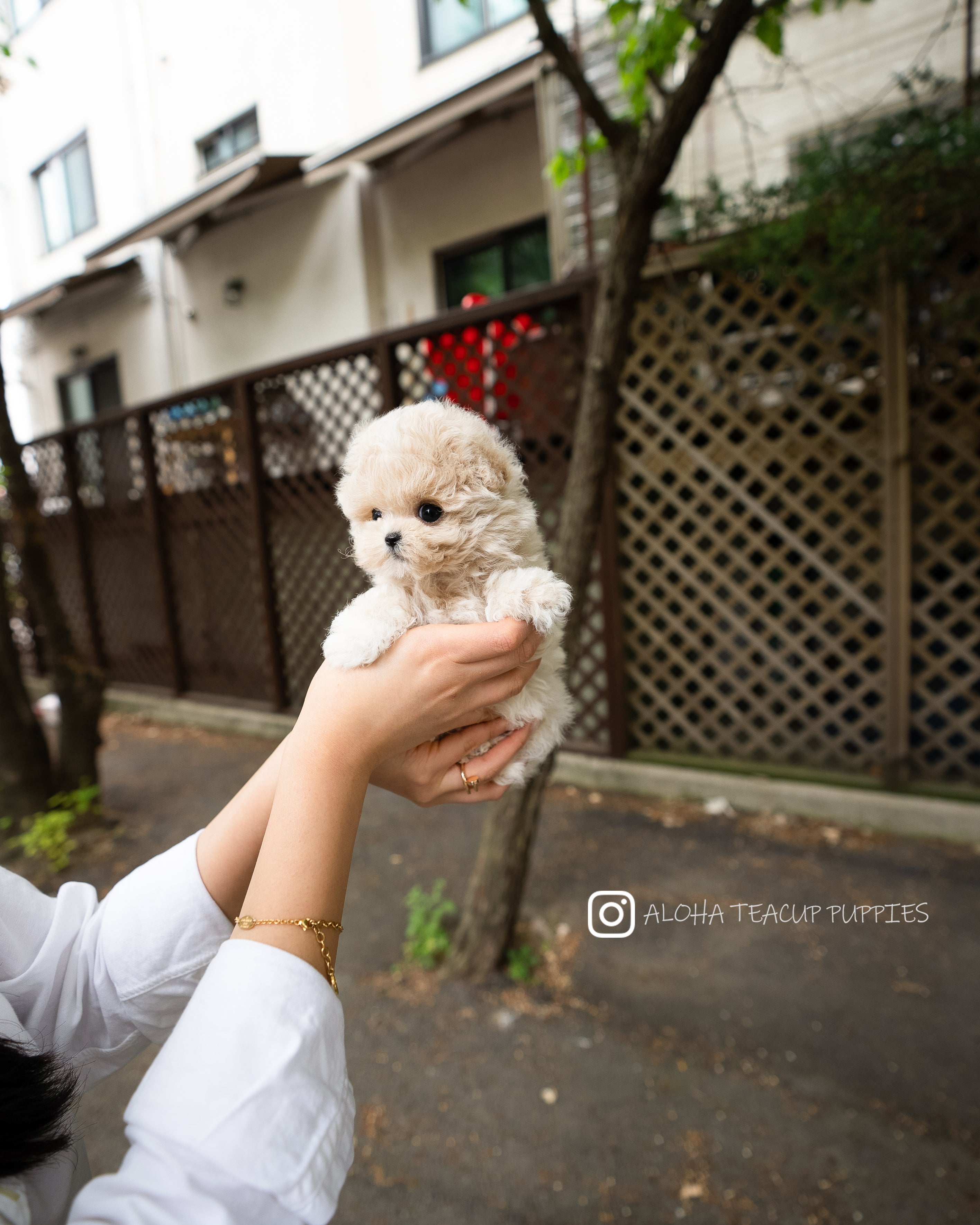 Ozzy [TEACUP MALTIPOO]