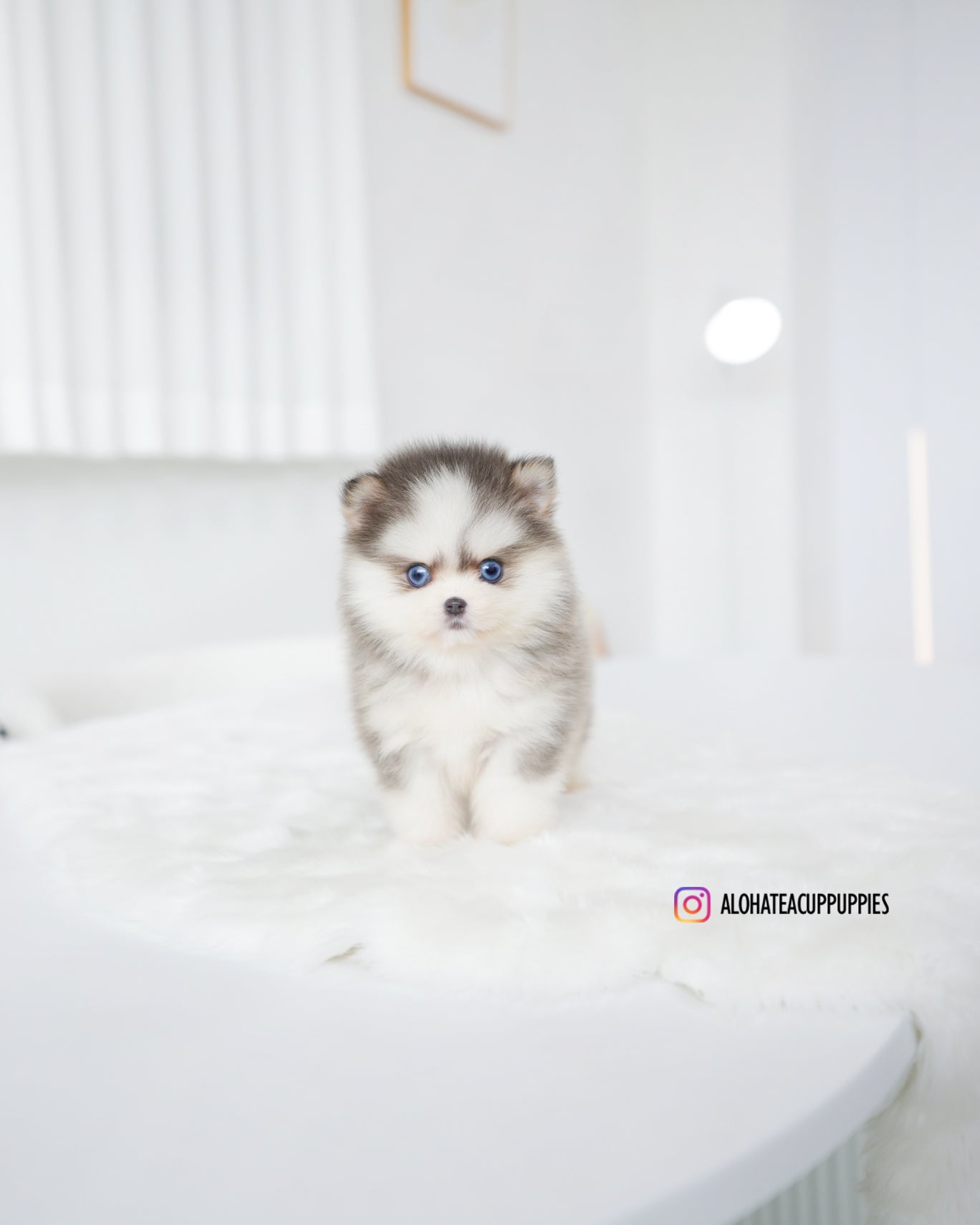 Elsa [POMSKY MINIATURA]