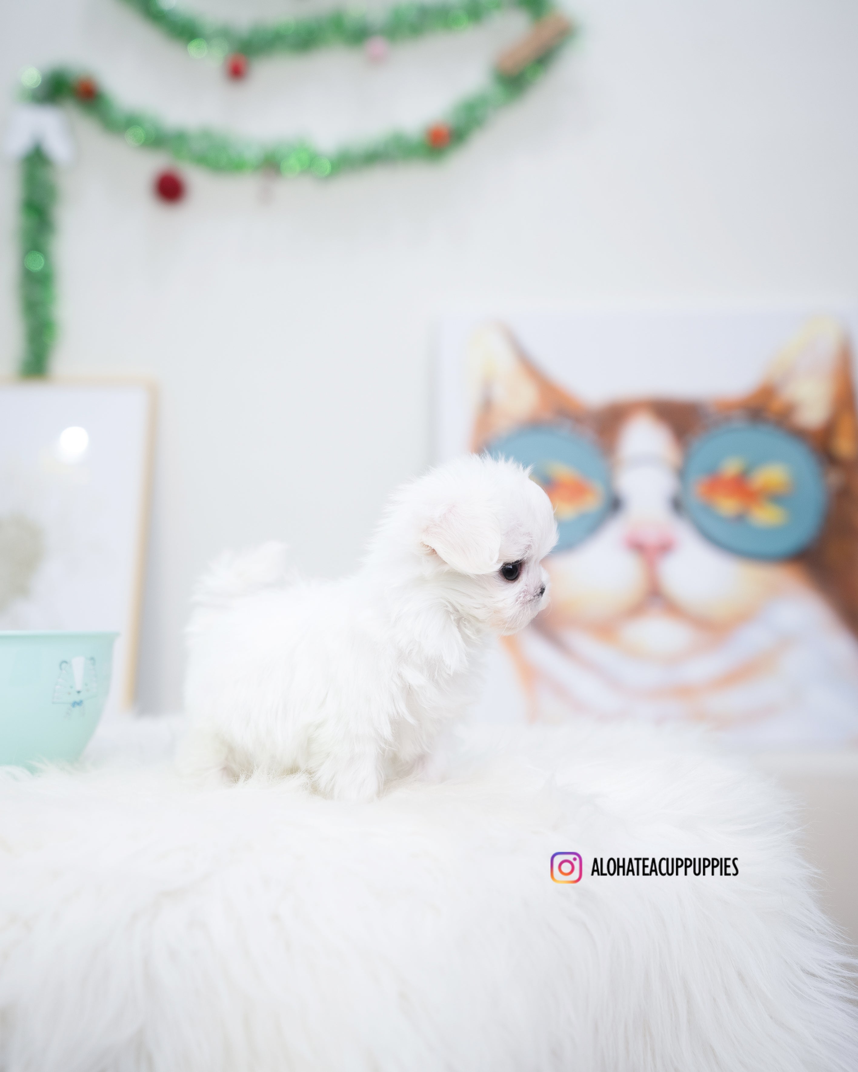 Tiffany [TEACUP MALTESE]
