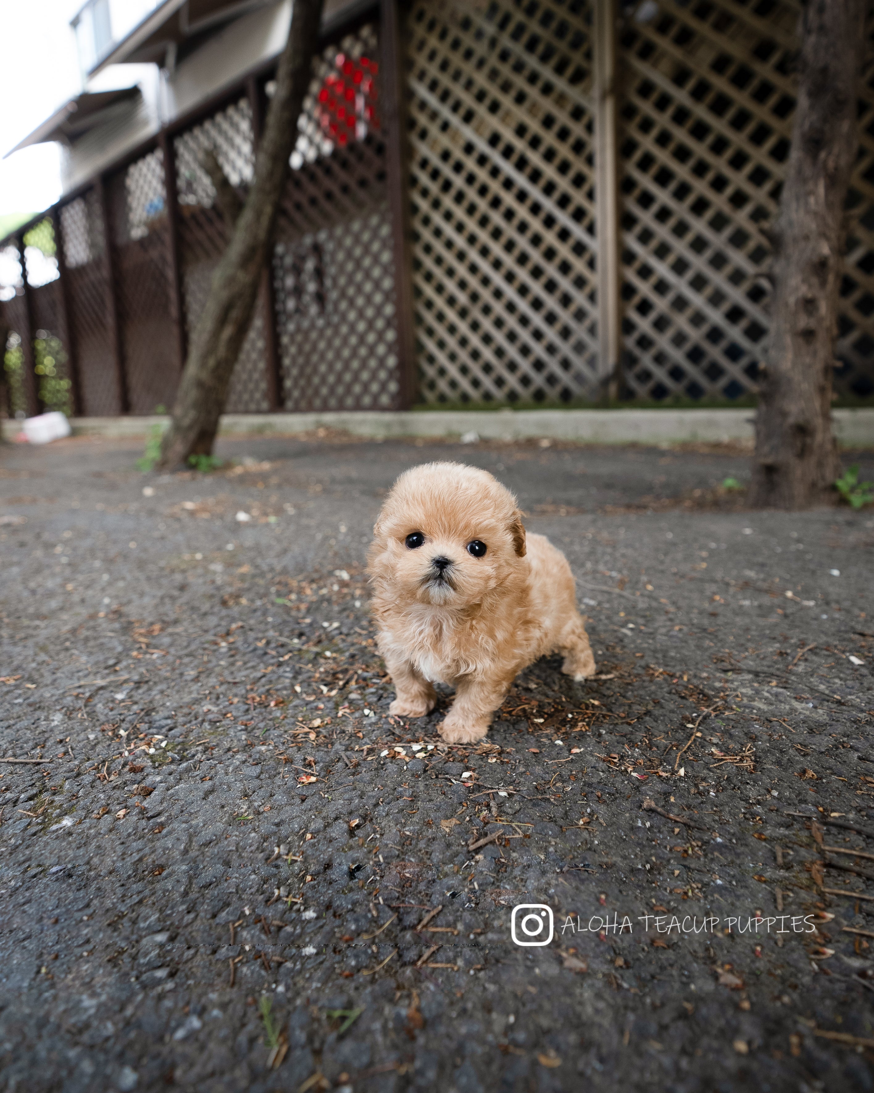 Rose [TEACUP MALTIPOO]