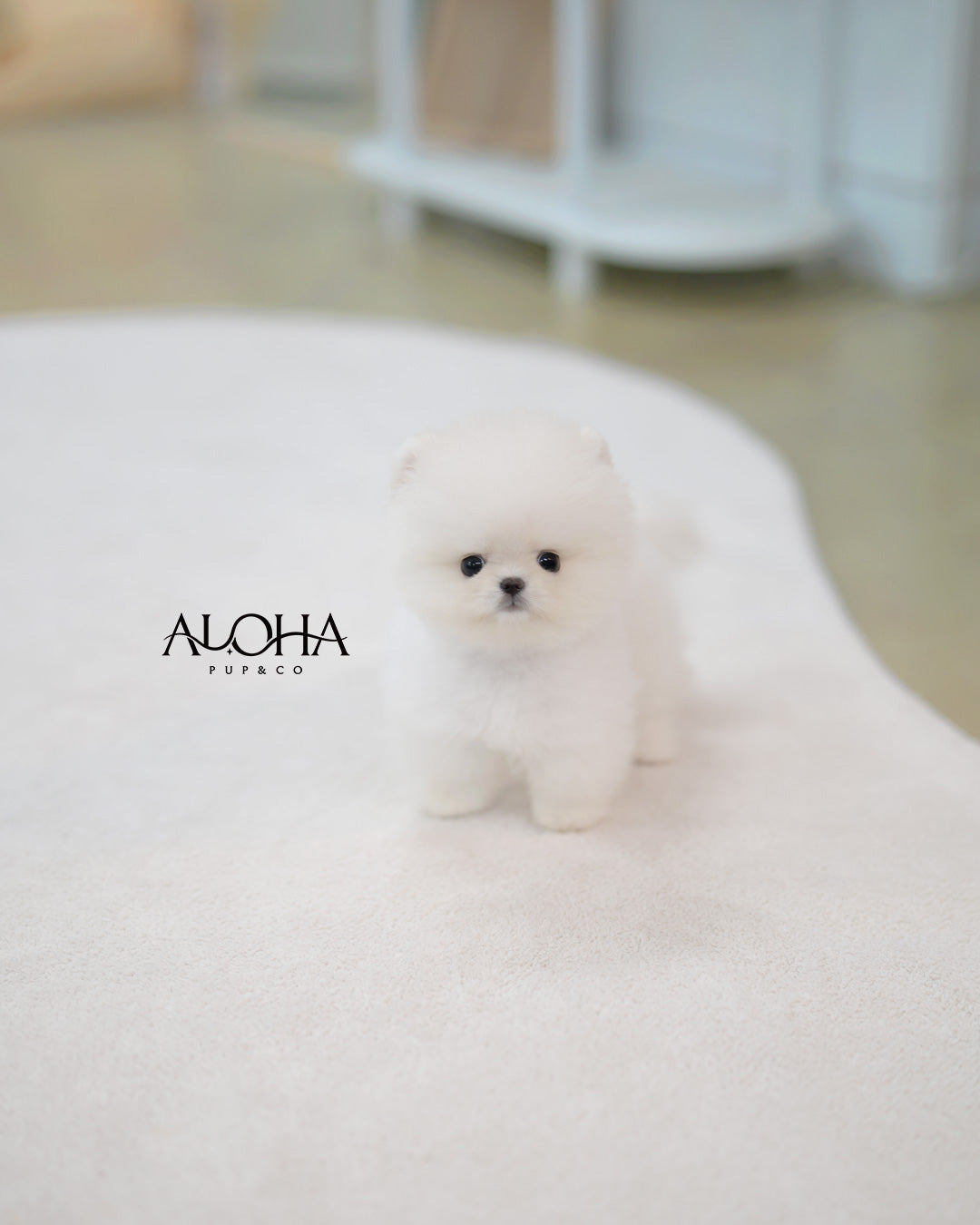 Tito [TEACUP POMERANIAN]