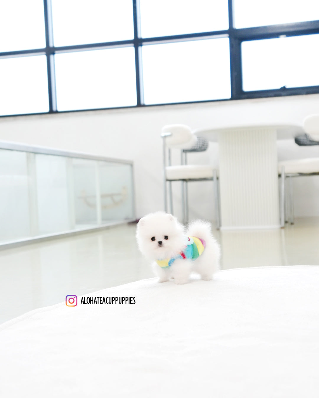米洛 [茶杯博美犬]