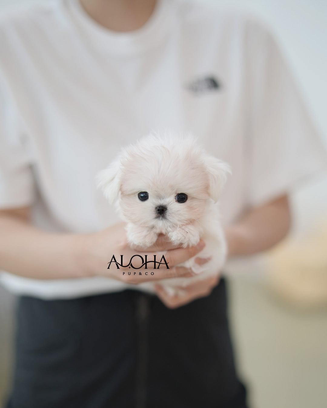 Joel [TEACUP Maltese]