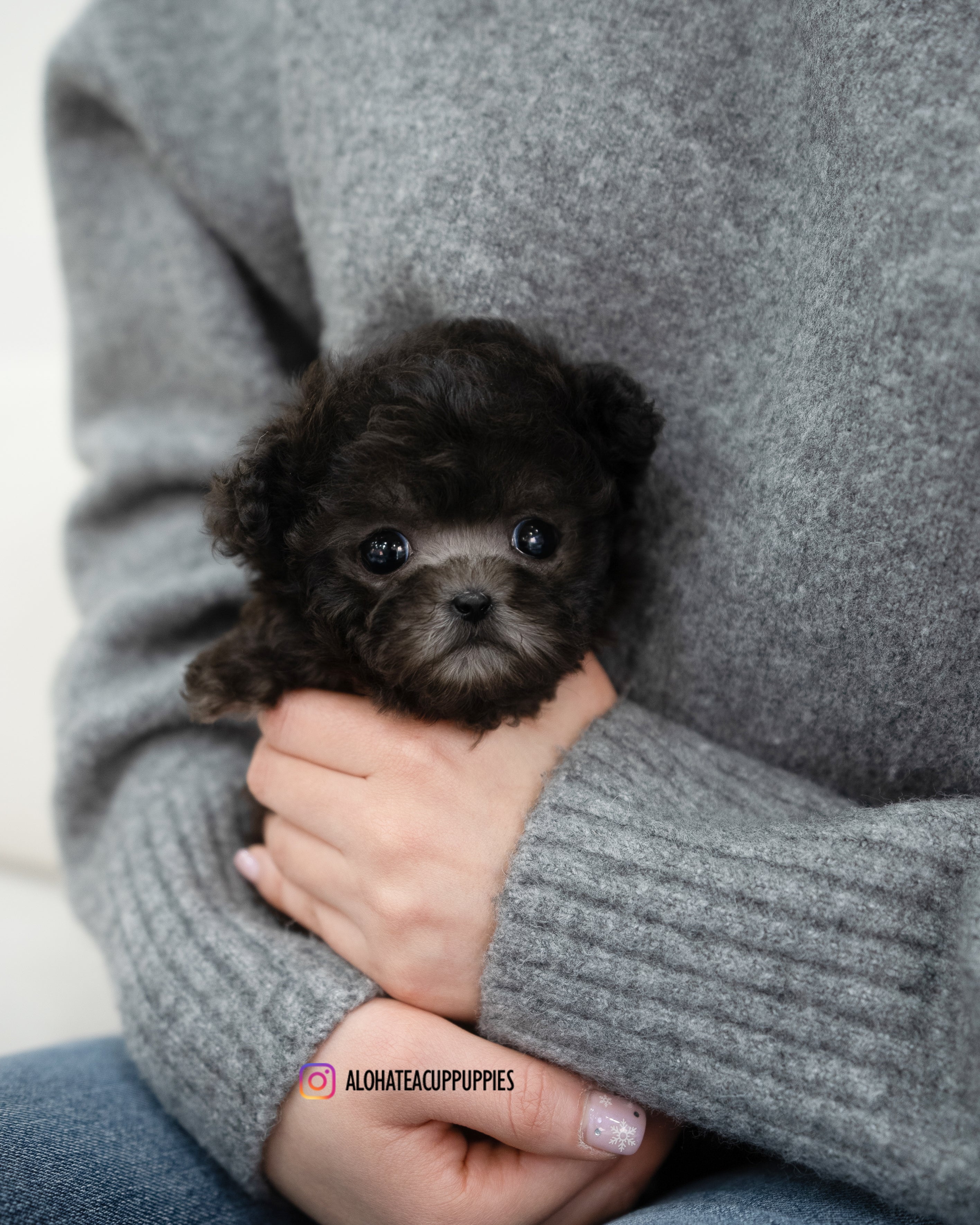 Odette [TEACUP POODLE]