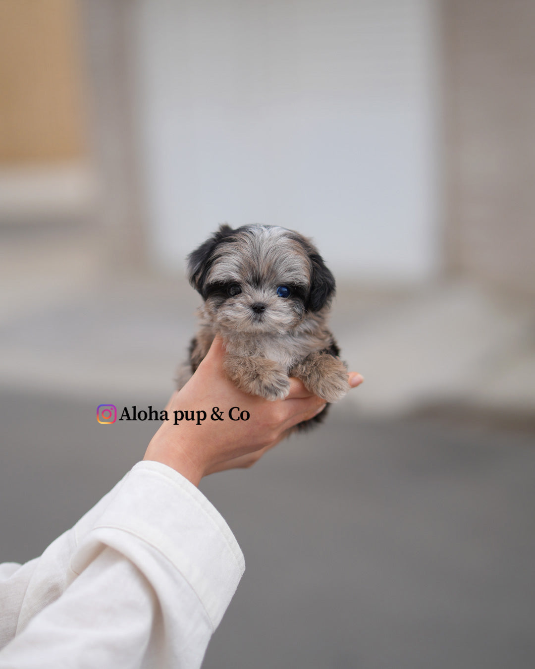 Ziv [TEACUP MALTIPOO]