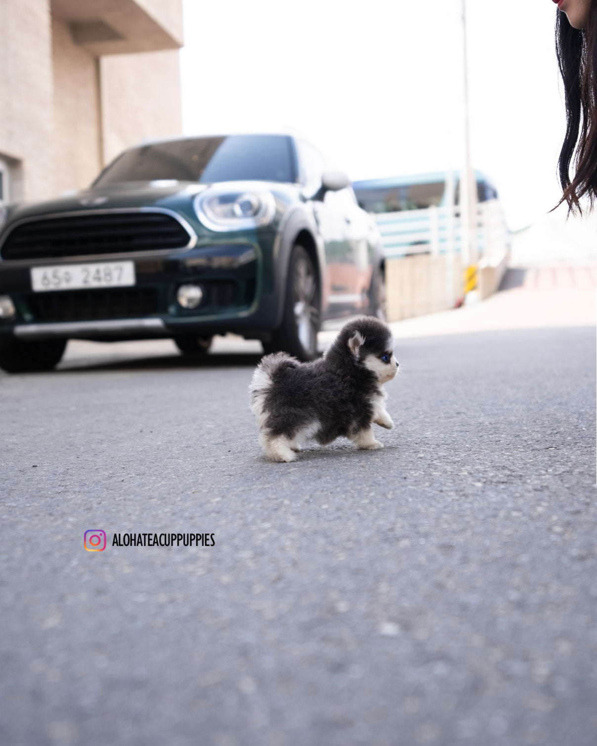 Foufou [TEACUP POMSKY]