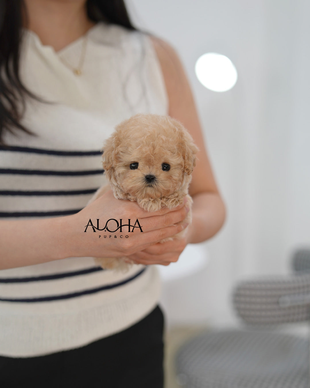 Liv [TEACUP POODLE]