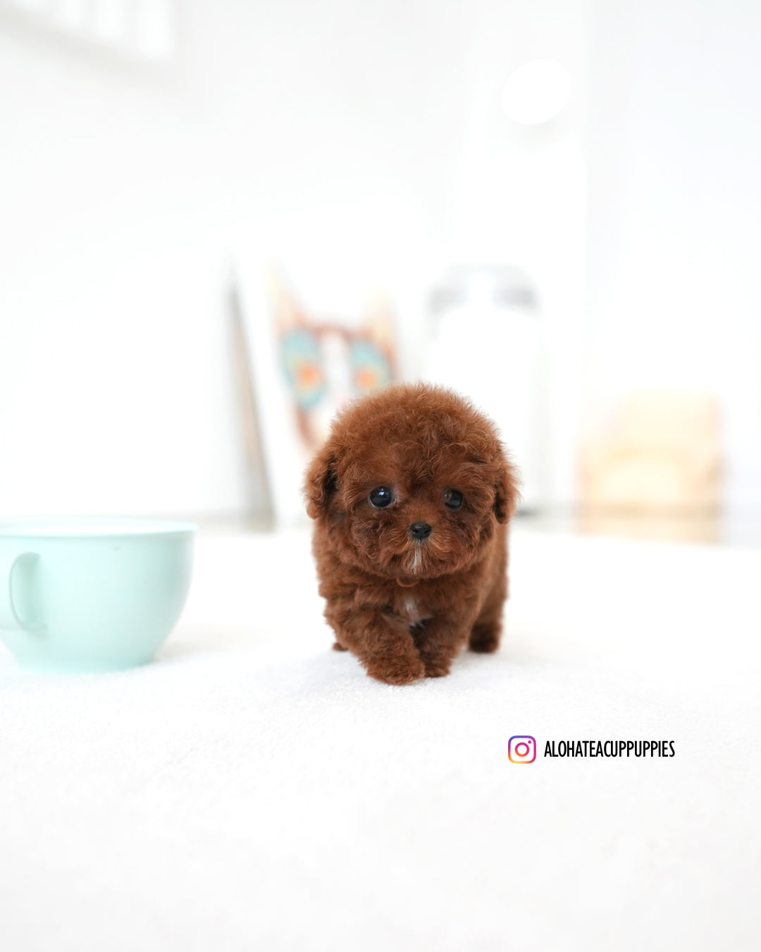 Bree [TEACUP POODLE]