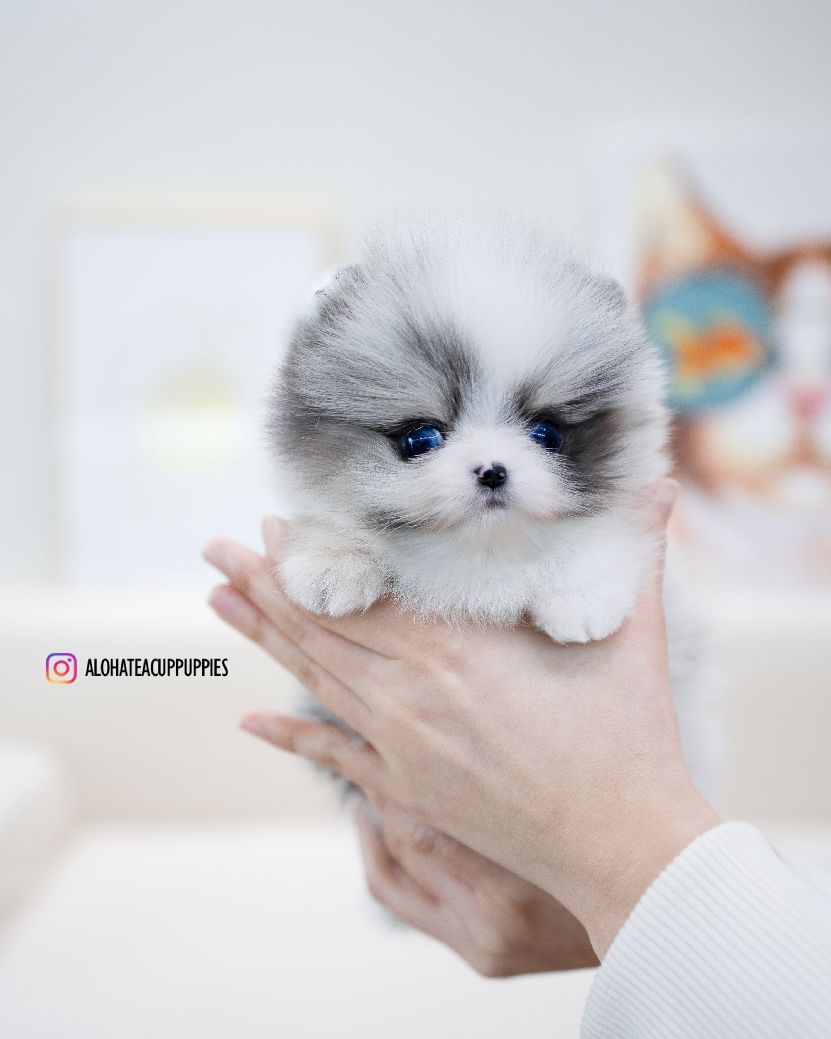 Peach [TEACUP POMERANIAN]