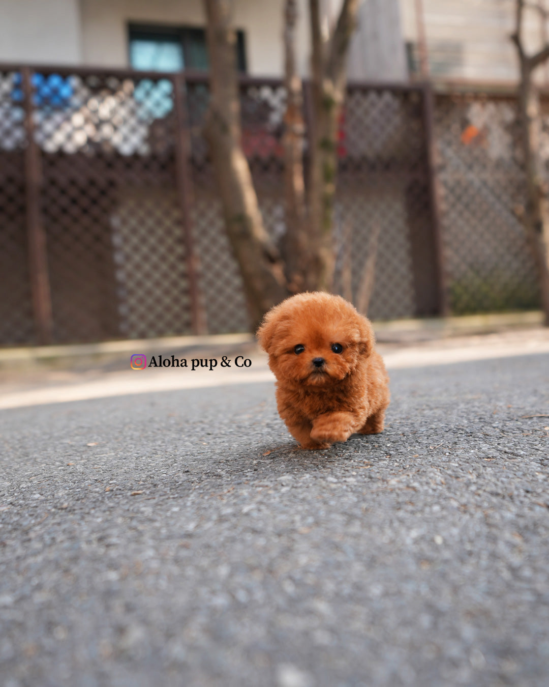 Kit [TEACUP POODLE]