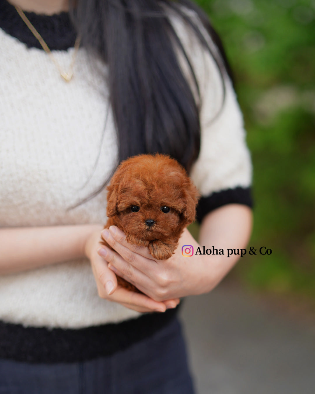 Gina [TEACUP POODLE]