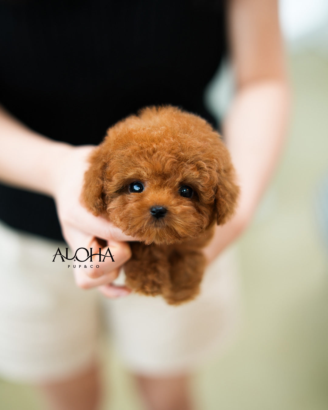 Finn [TEACUP POODLE]