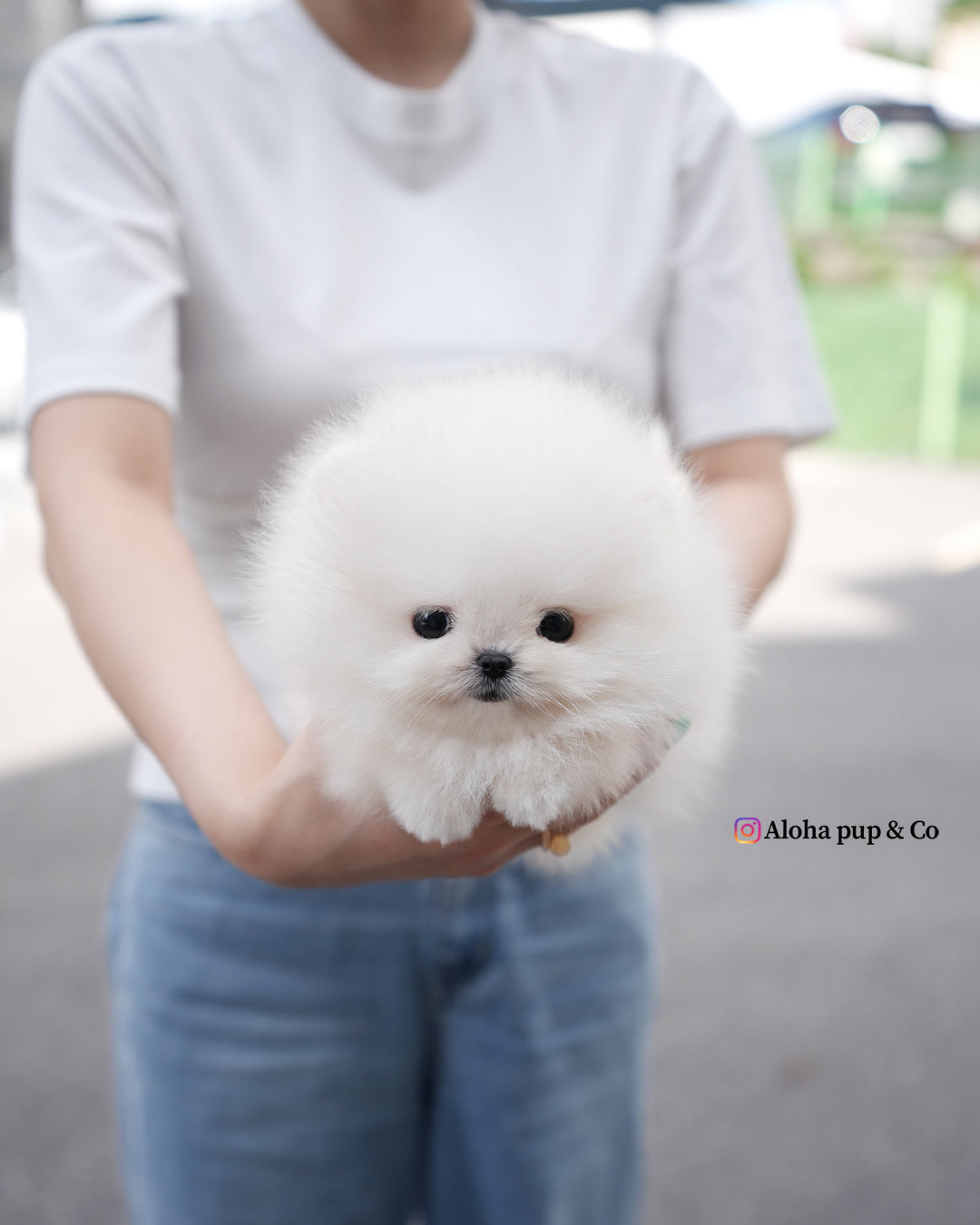 Lolly [POMERANIA TAZA DE TÉ]