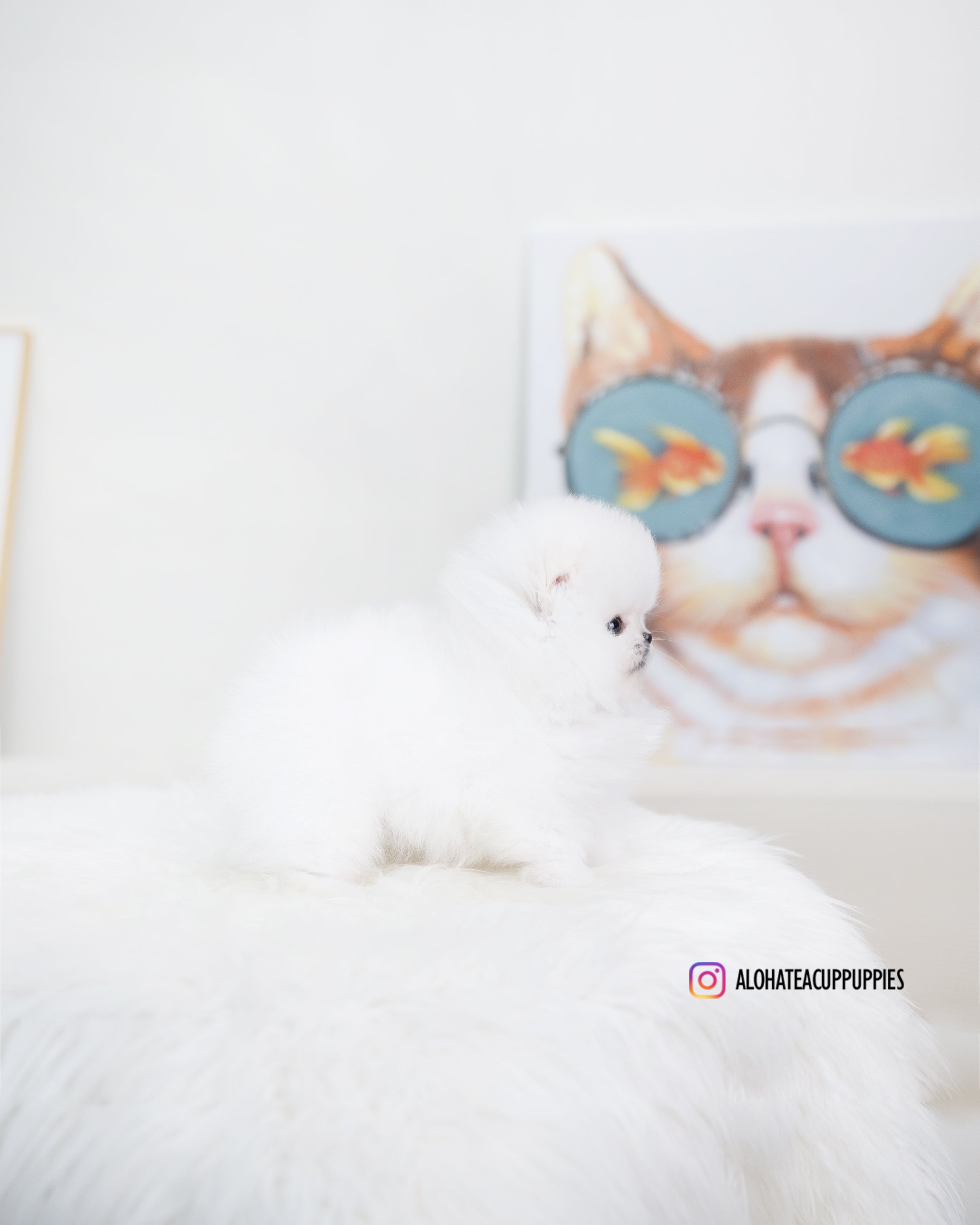 Esme [TEACUP POMERANIAN]