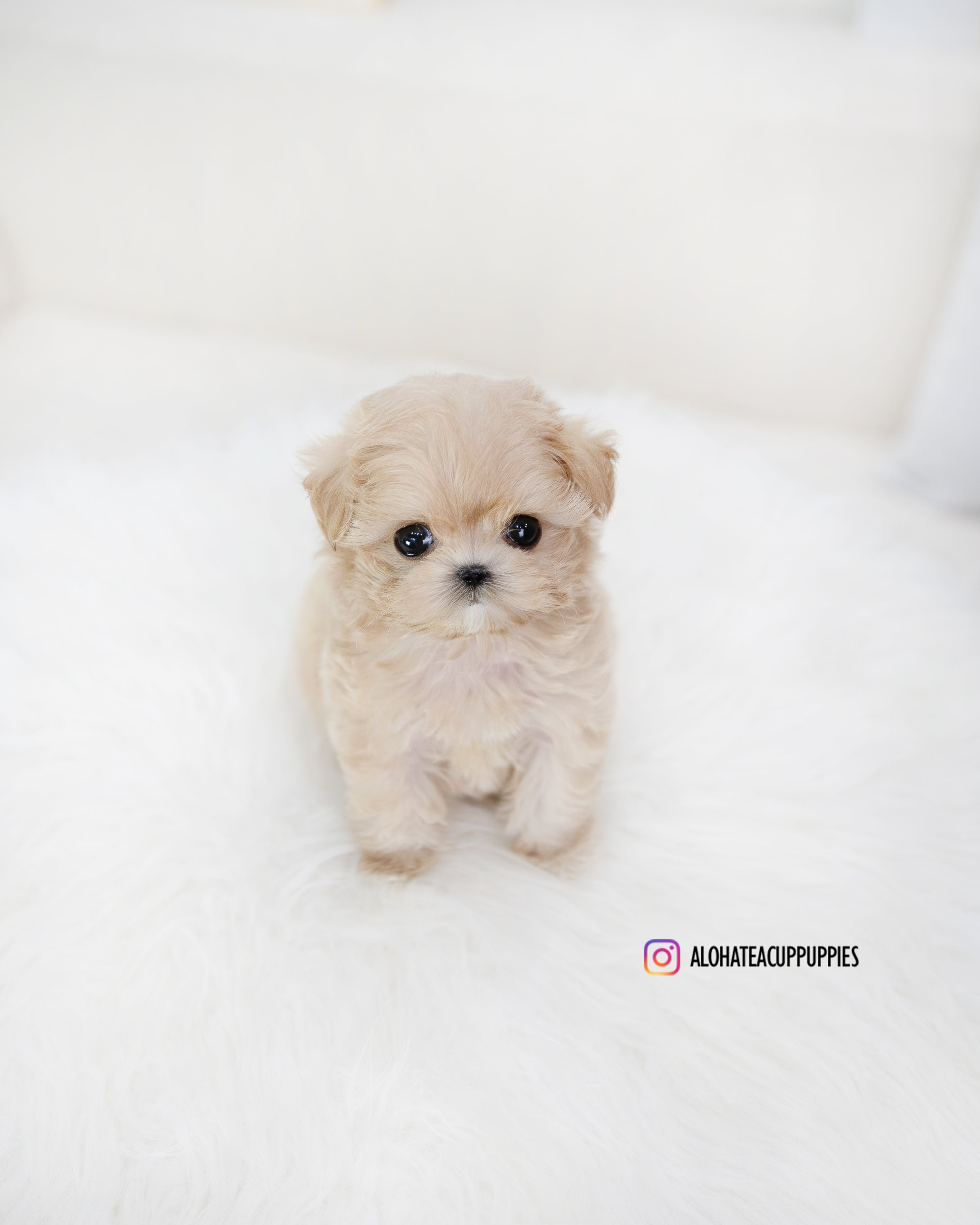 Romio [TEACUP MALTIPOO]