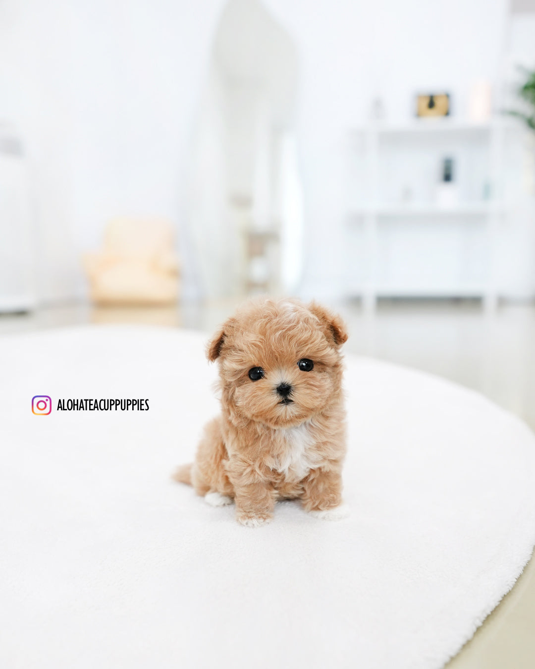 Zion [TEACUP MALTIPOO]