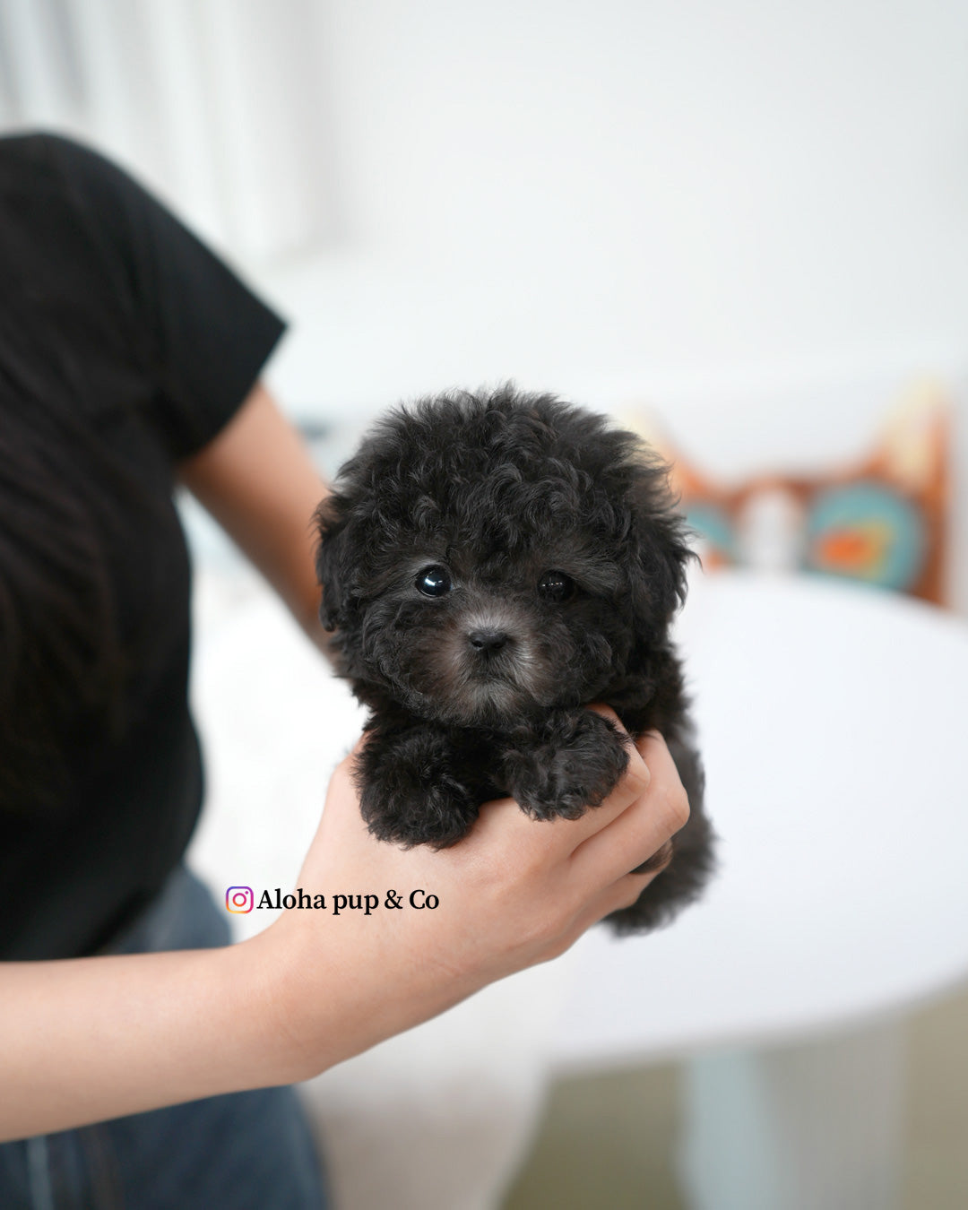 Rafe [TEACUP POODLE]