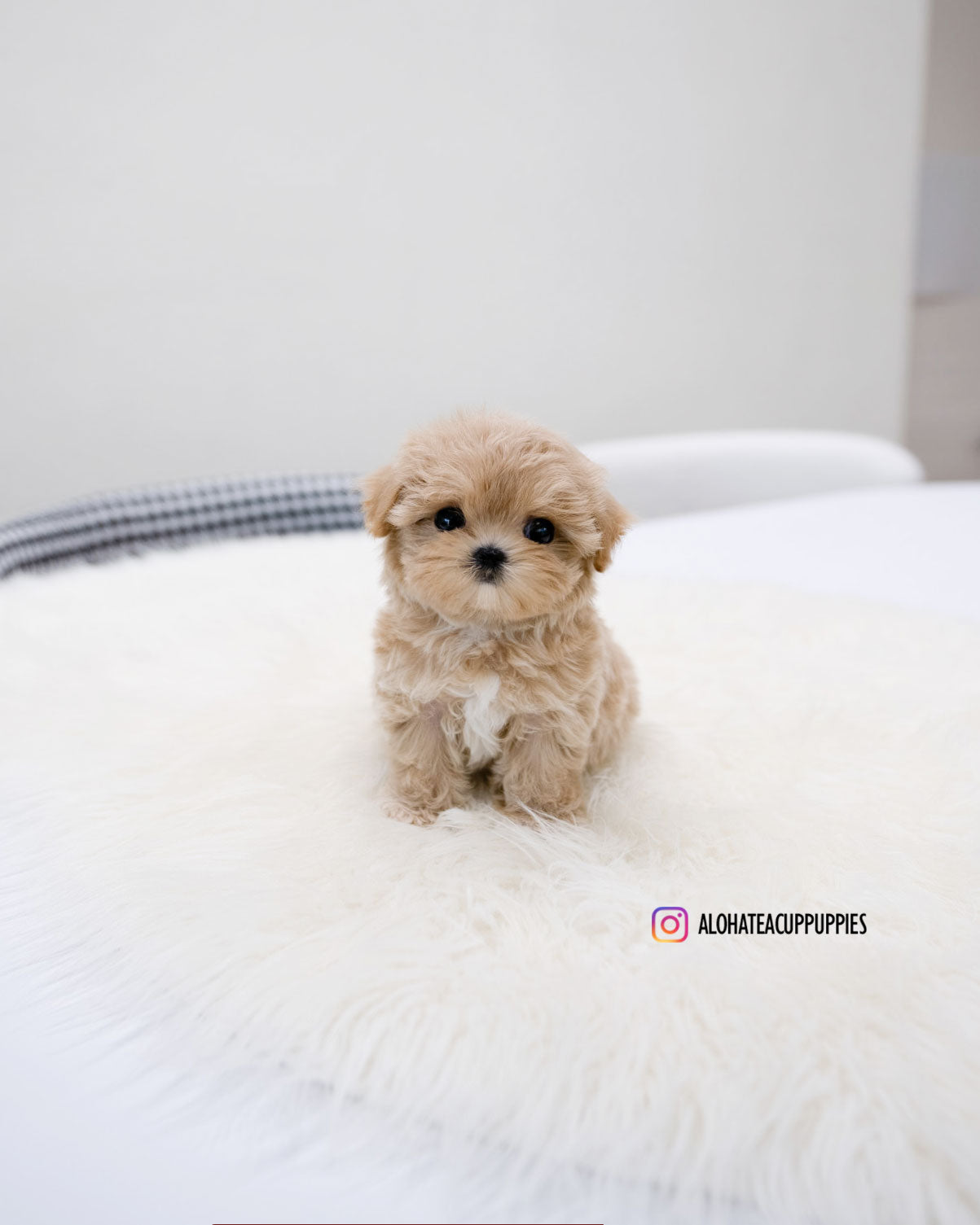 Della [TEACUP MALTIPOO]
