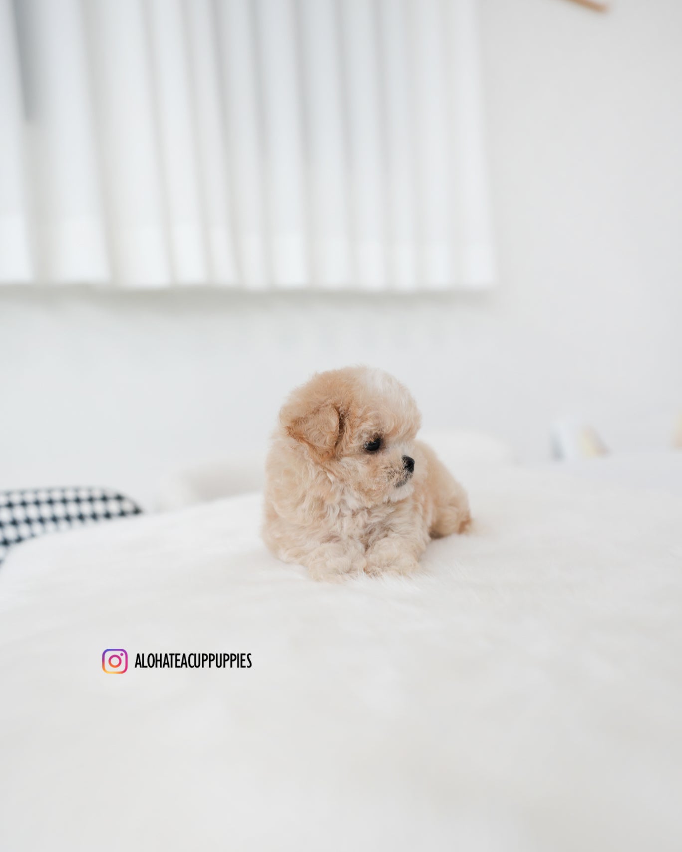 Cheese [TEACUP MALTIPOO]