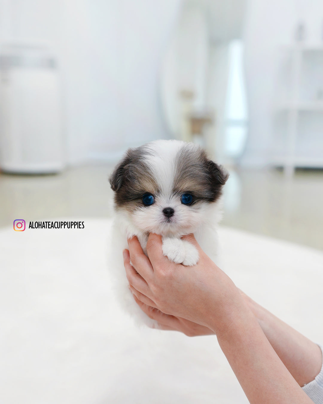 Puff [TEACUP Maltipom]