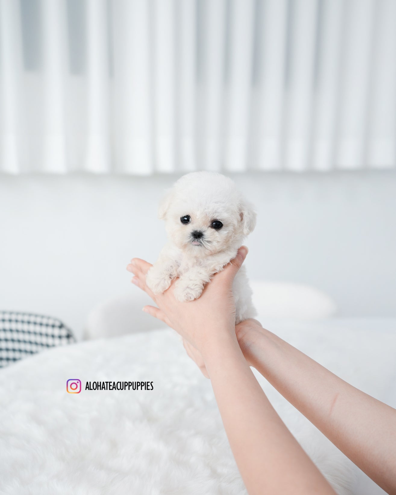 Mong [BICHÓN TAZA DE TÉ]