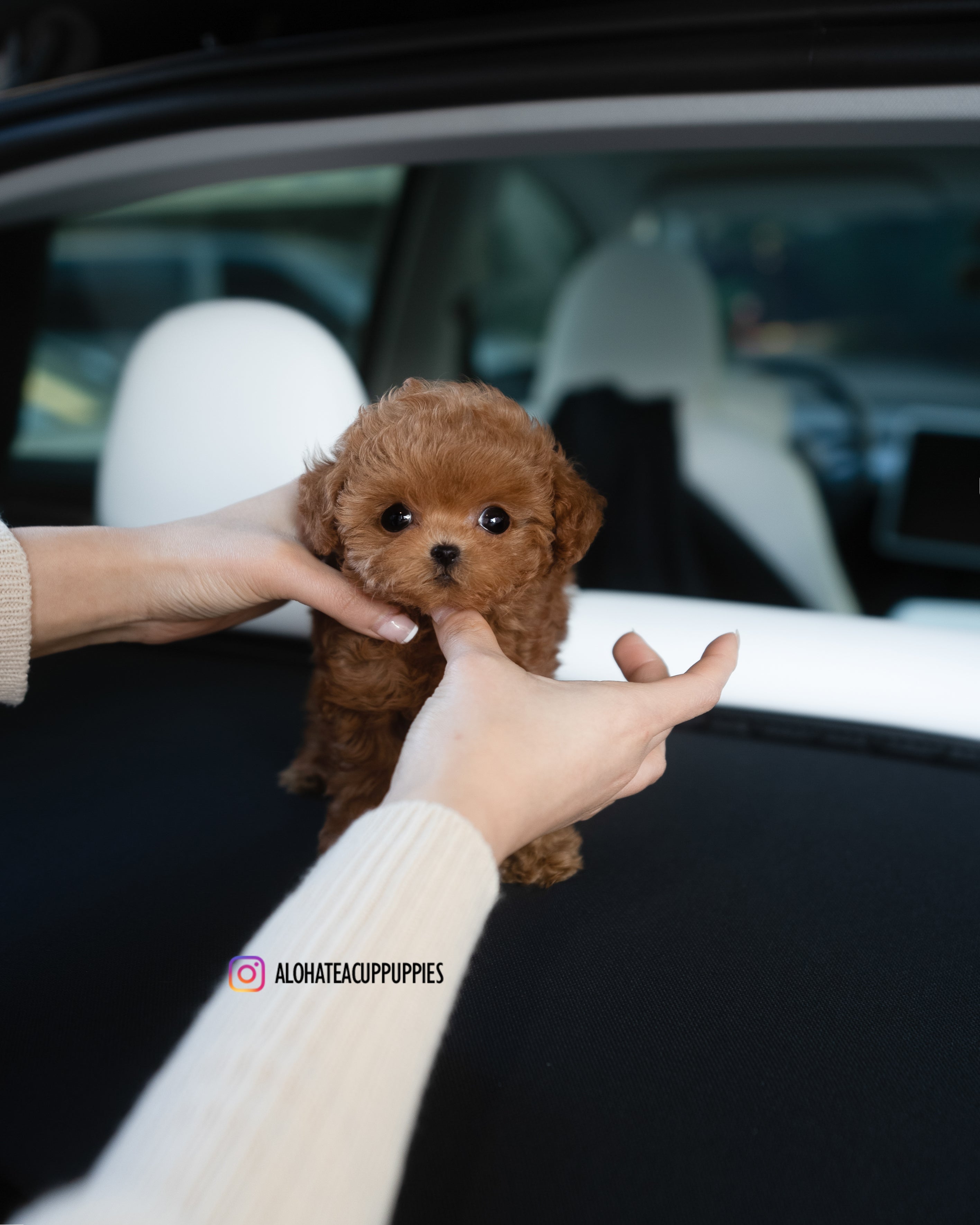 Mandy [TEACUP POODLE]