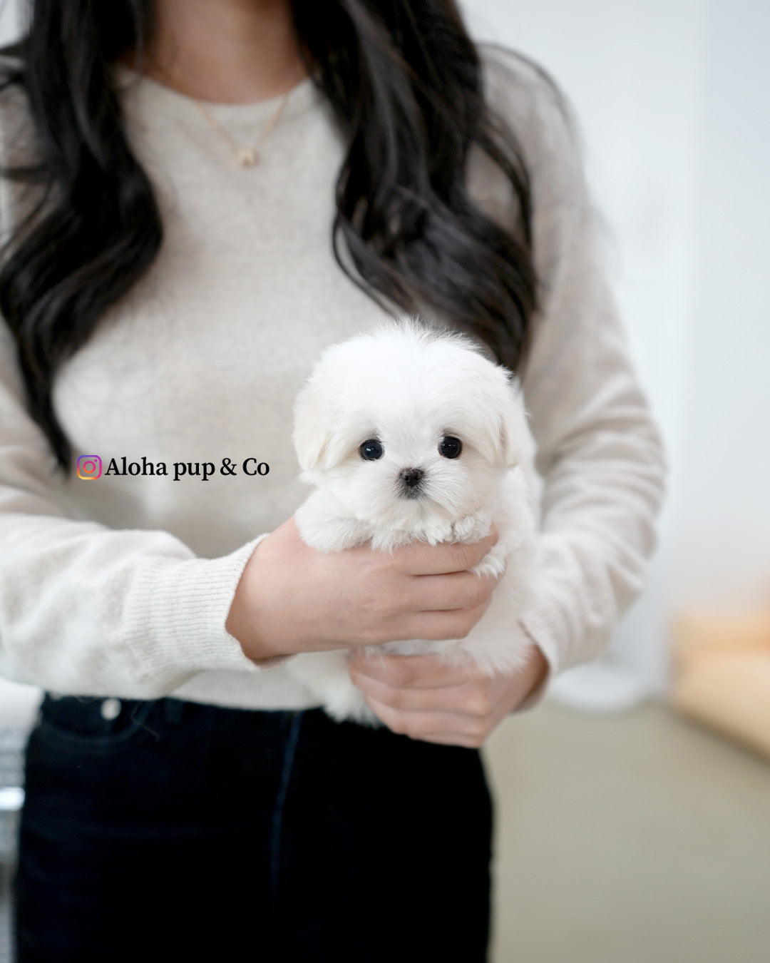 Lia [TEACUP MALTESE]