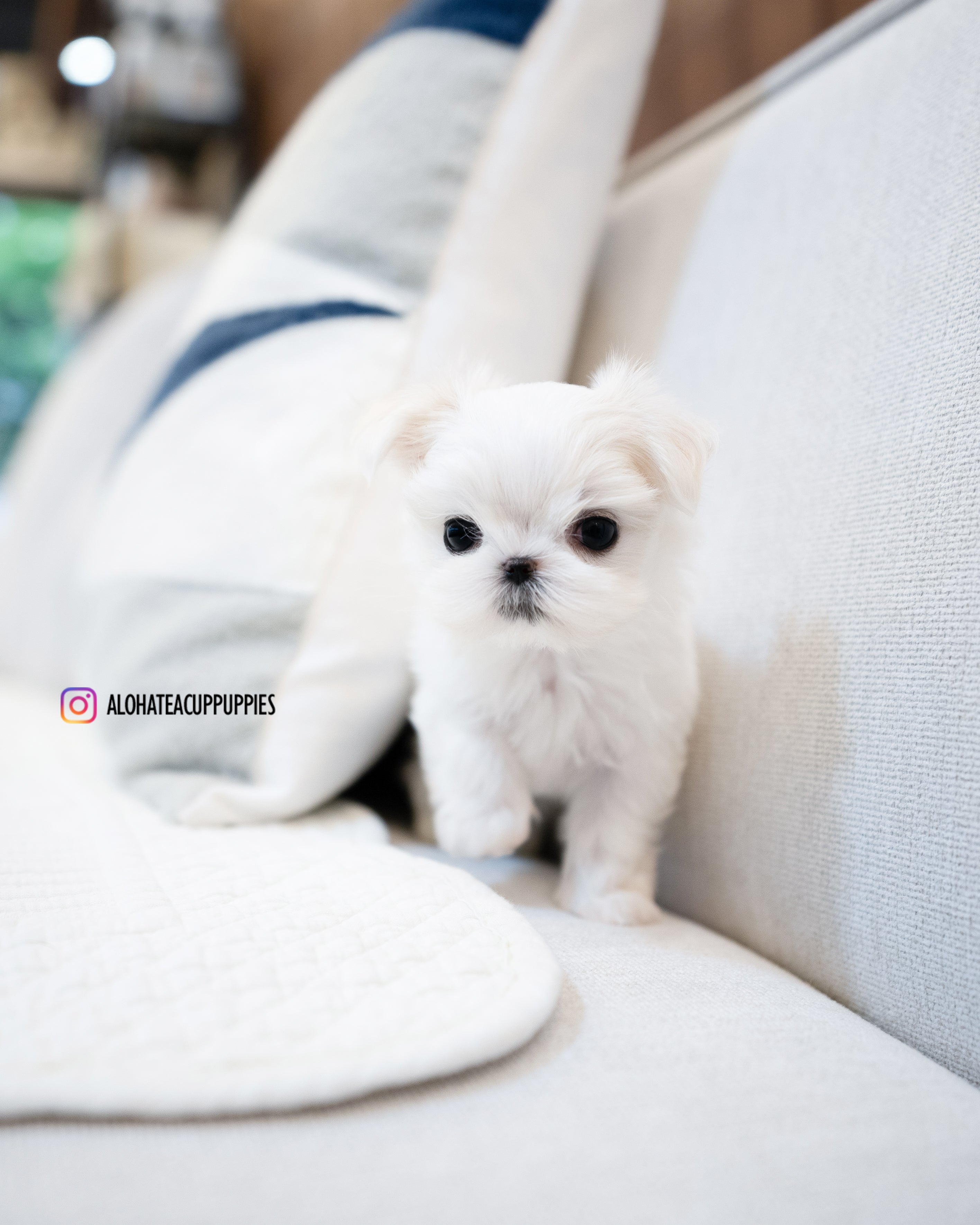 Elena [TEACUP MALTESE]