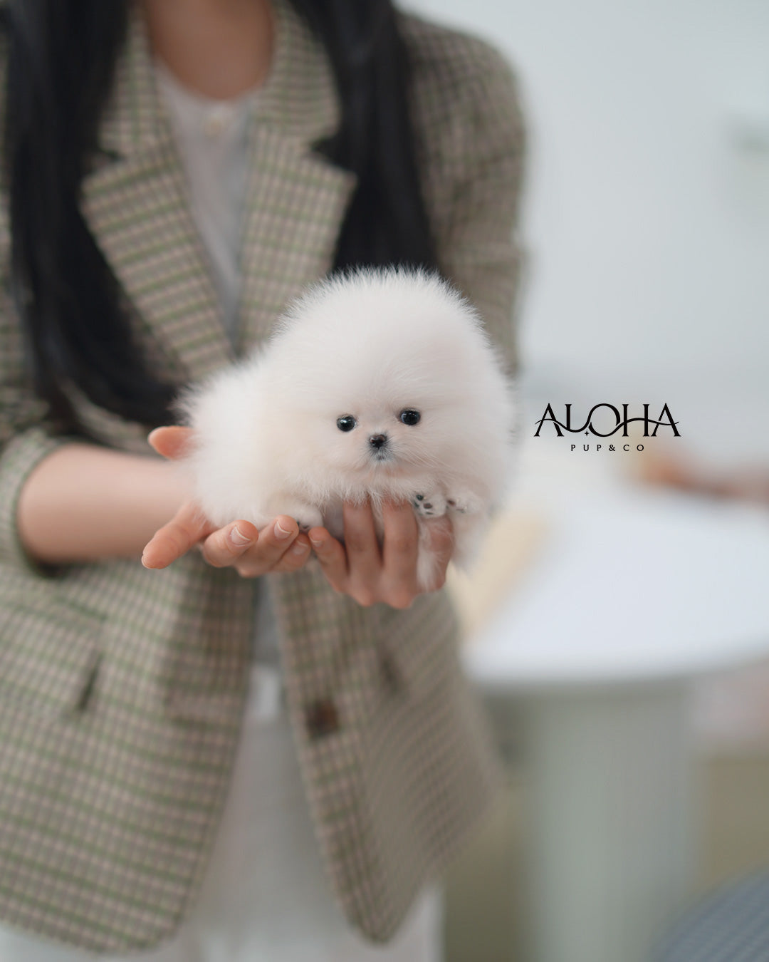 Mera [POMERANIA TAZA DE TÉ]