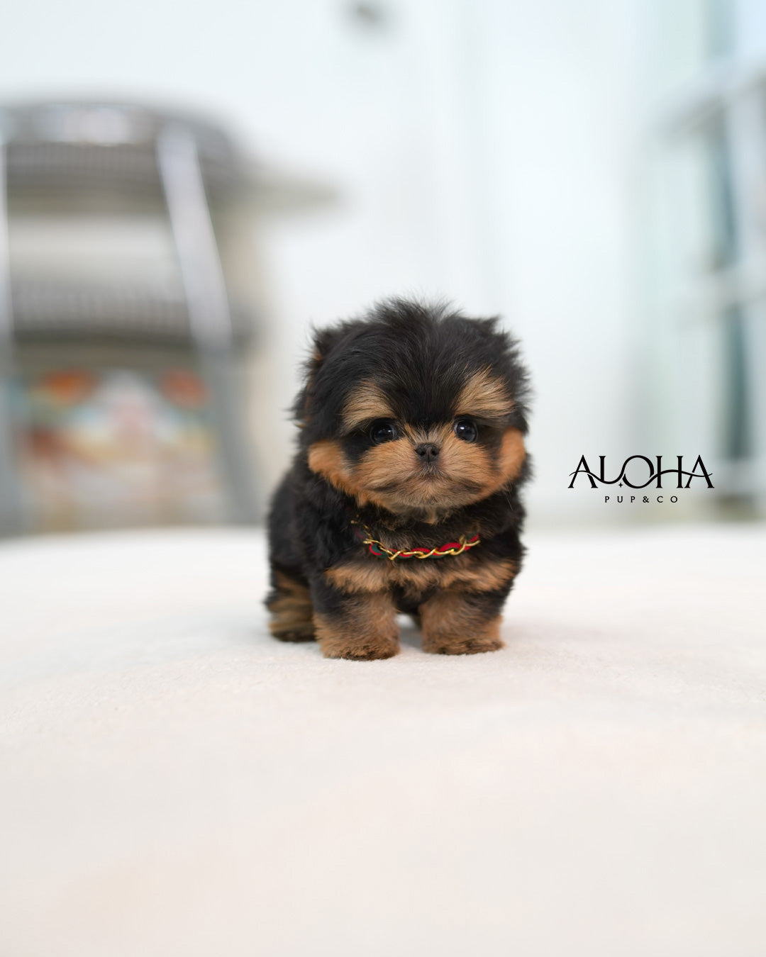 Cola [TEACUP MALTIPOO]