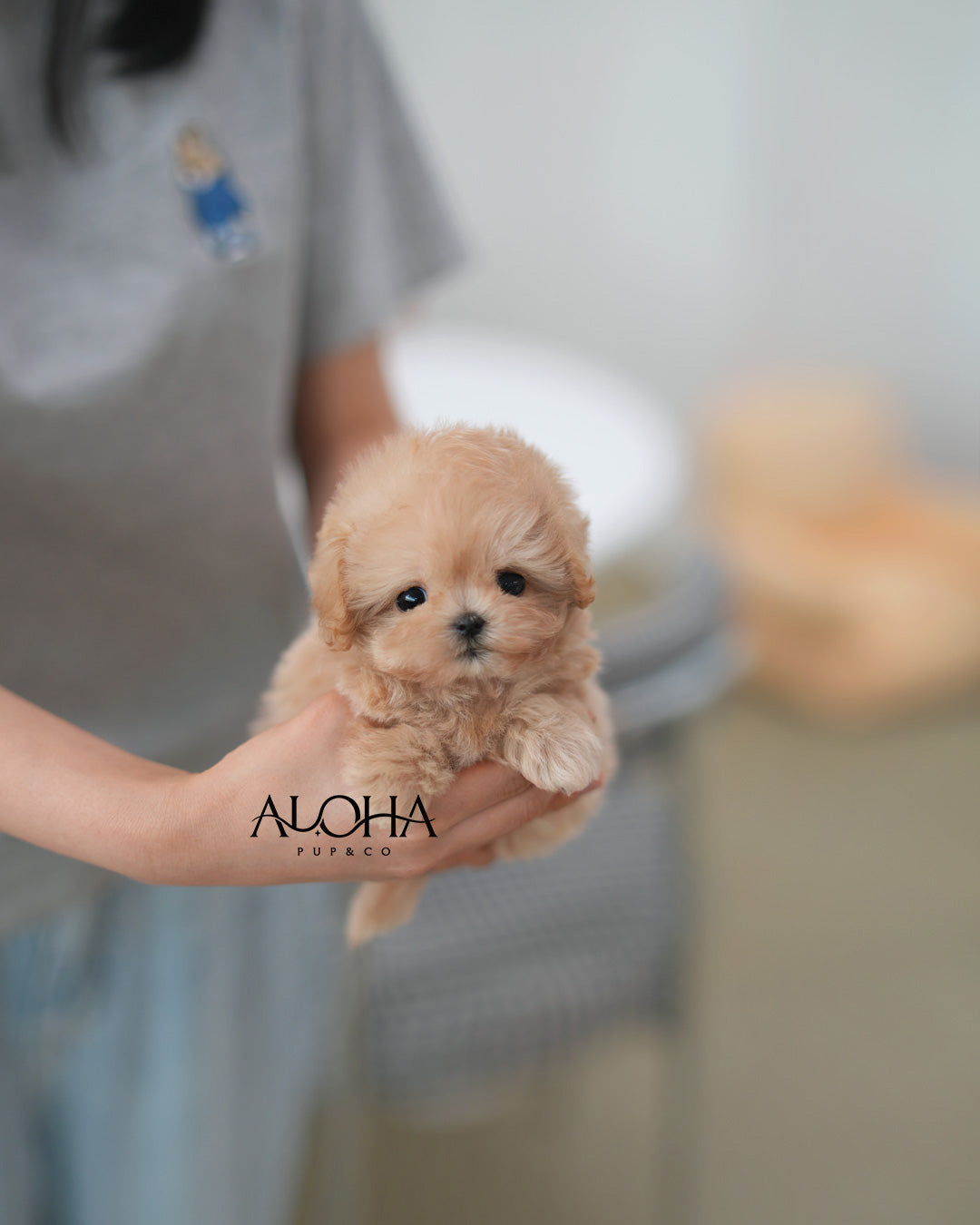 Eddy [TEACUP MALTIPOO]