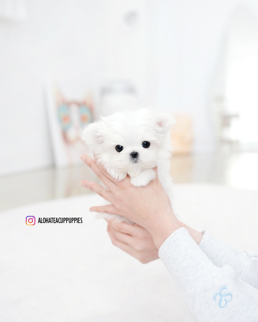 Dory [TEACUP MALTESE]