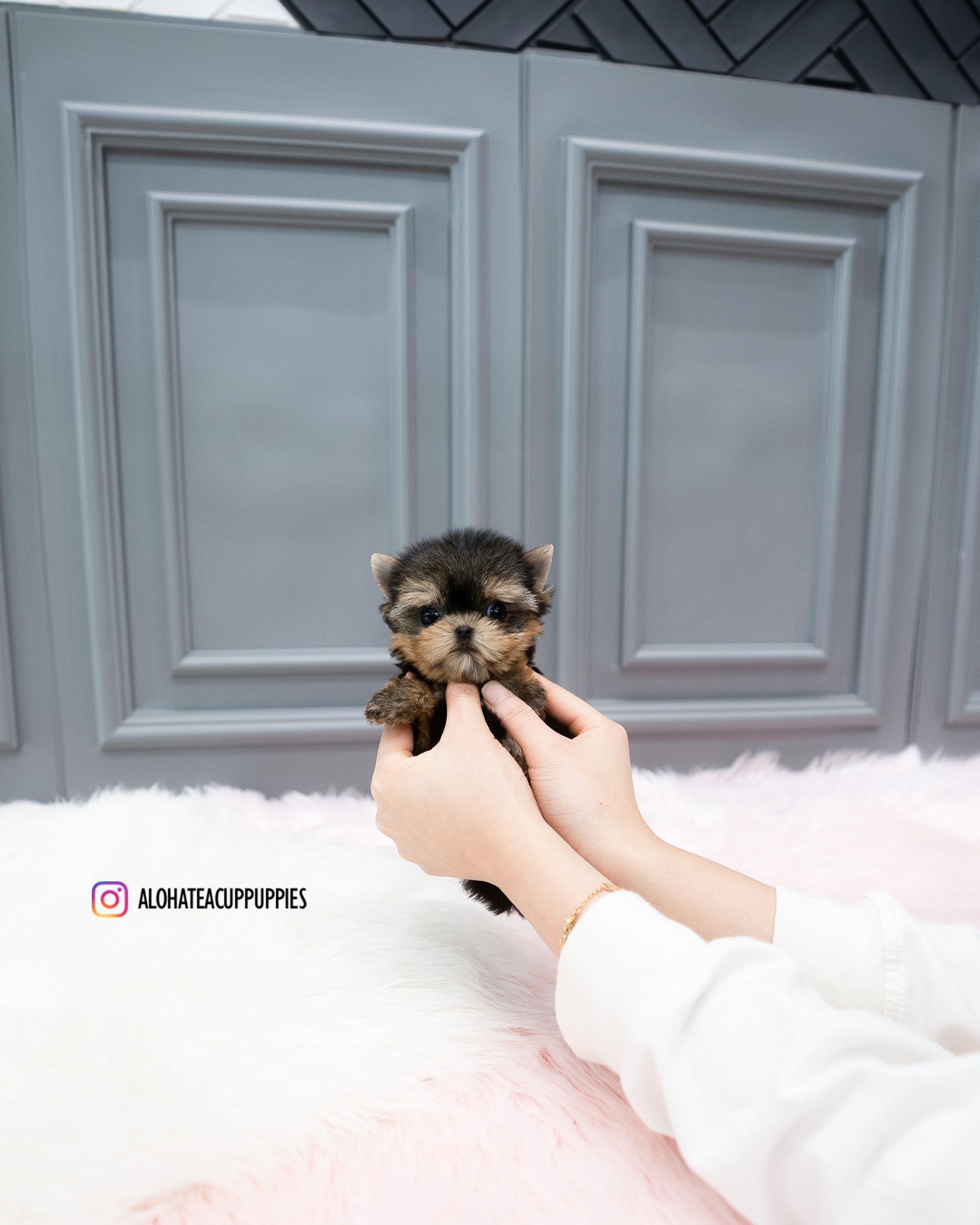 Cherry [TEACUP YORKIE]