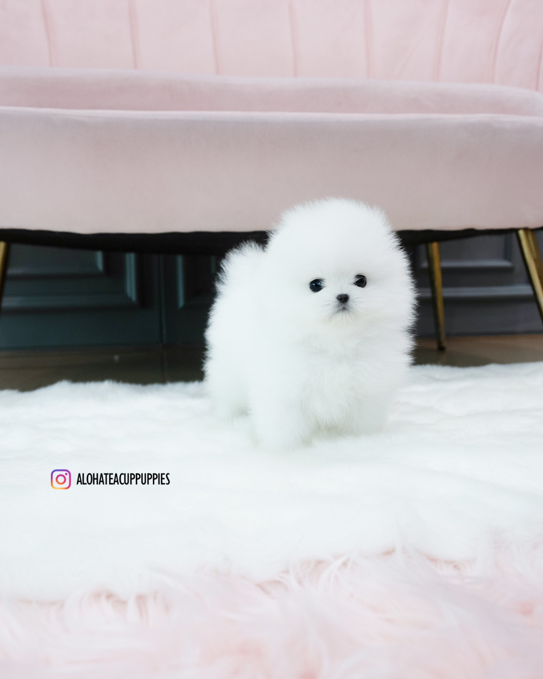 牛奶 [茶杯博美犬]