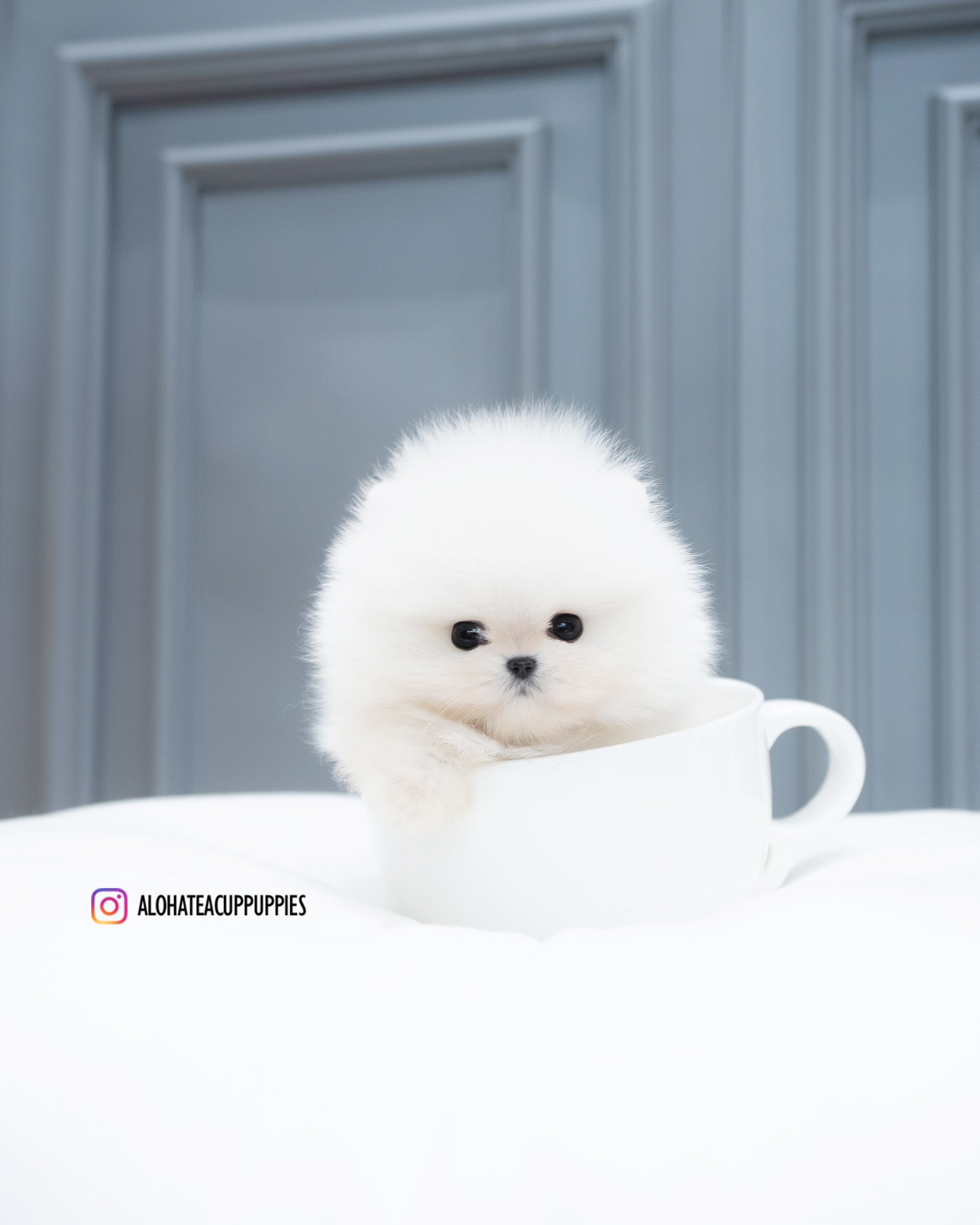 米奇 [茶杯博美犬]