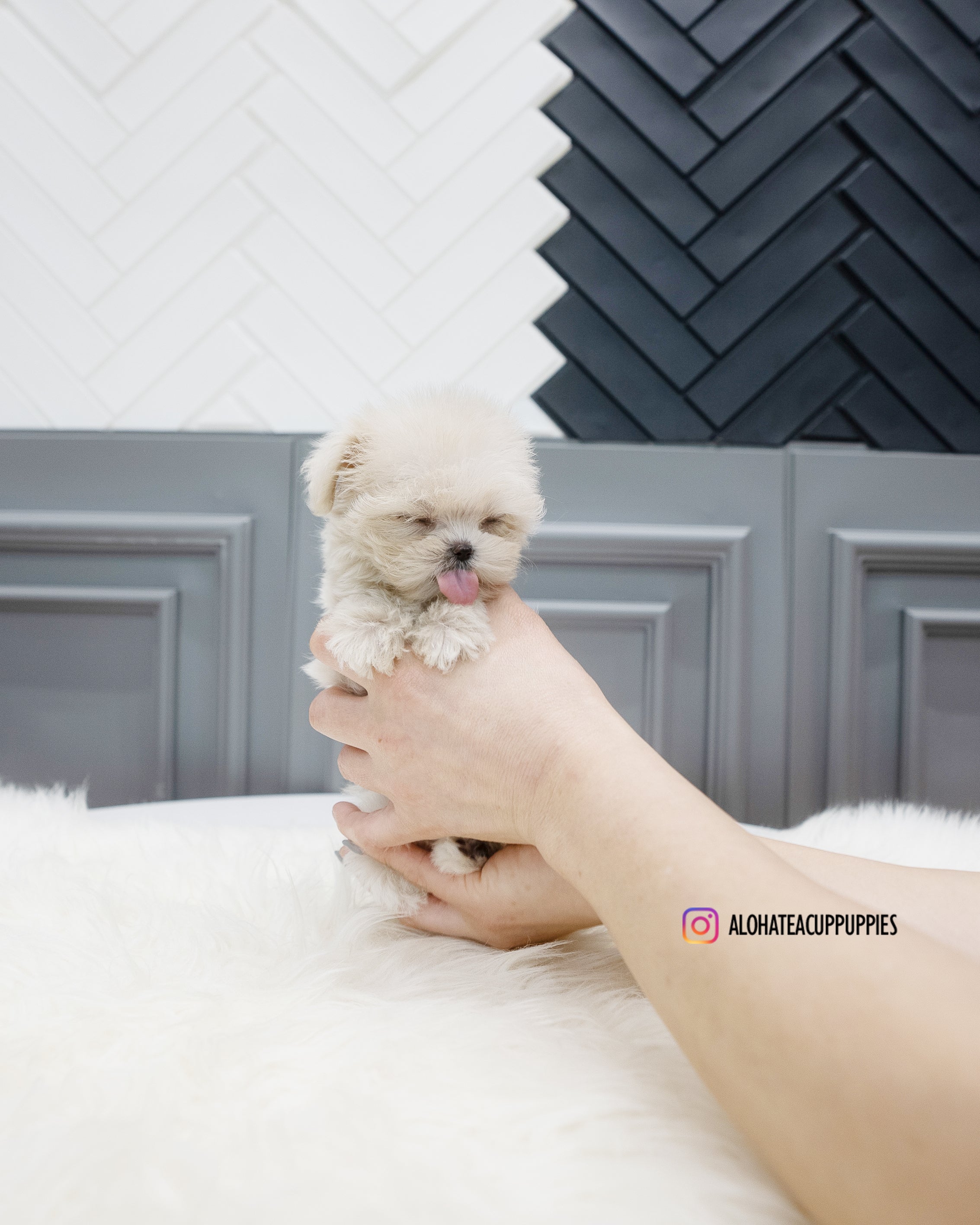 Zara [TEACUP MALTIPOO]