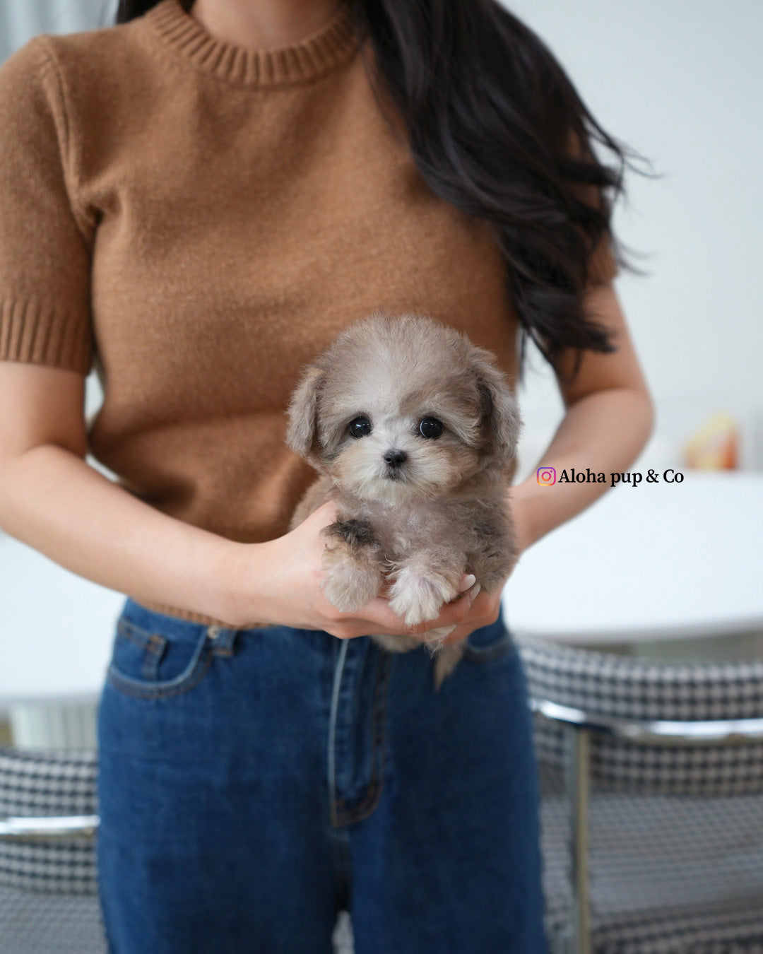 puff [TEACUP MALTIPOO]