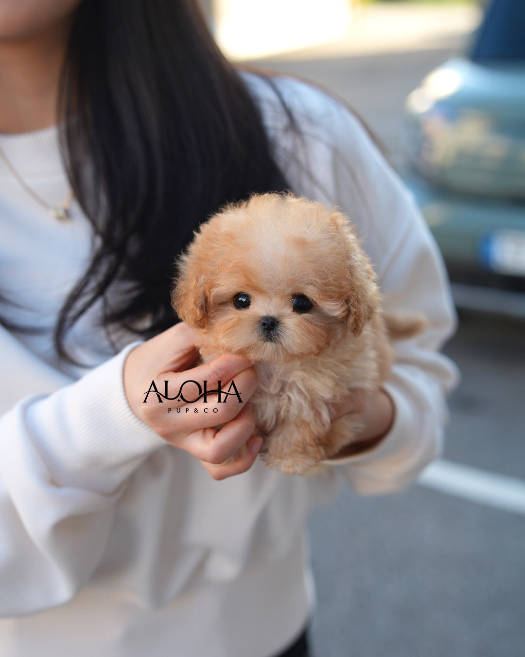 Lottie [TEACUP MALTIPOO]
