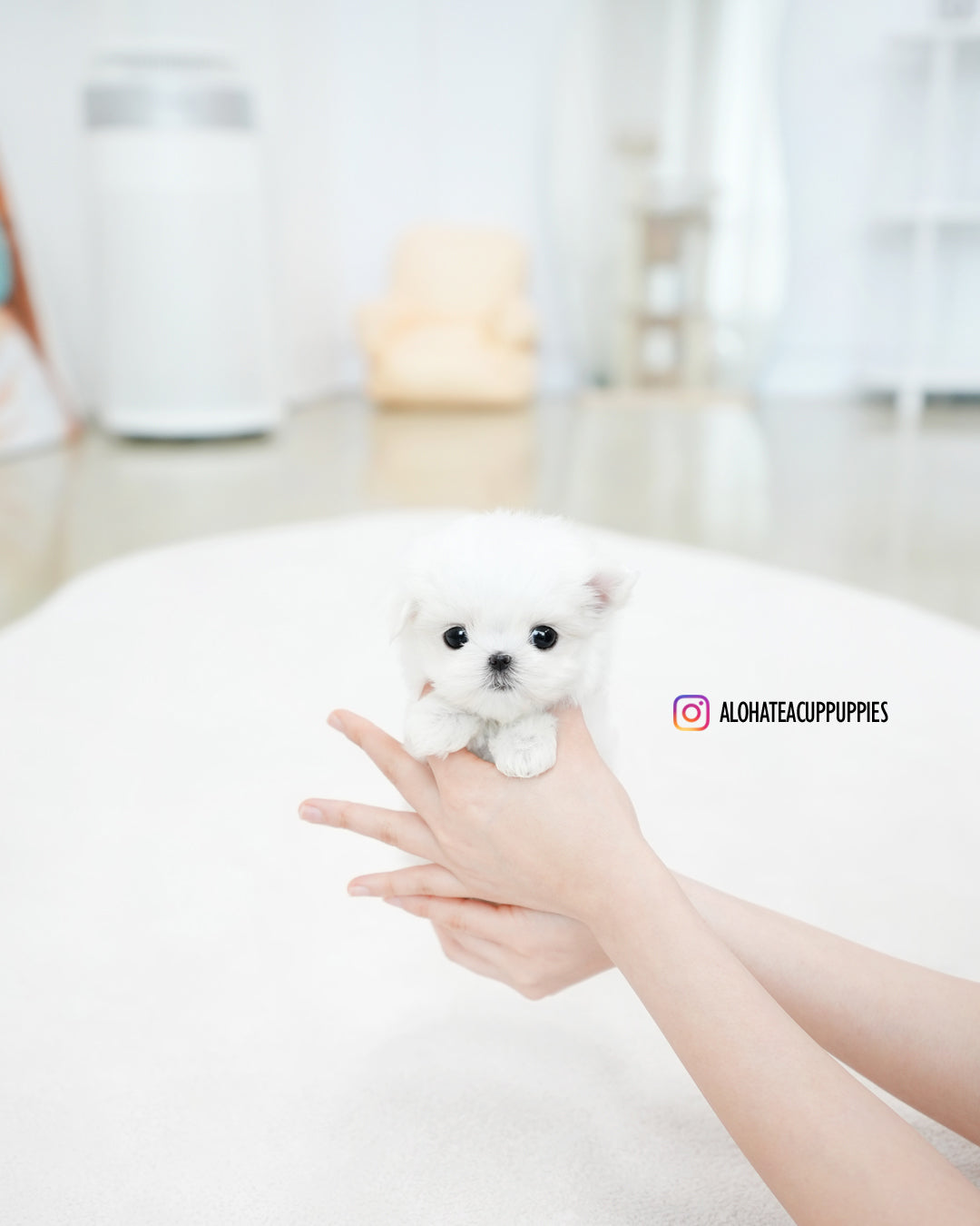 Cody [TEACUP MALTESE]