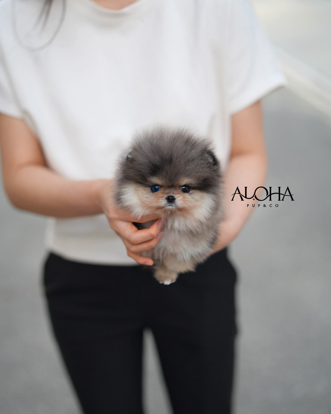 Marni [POMERANIA TAZA DE TÉ]