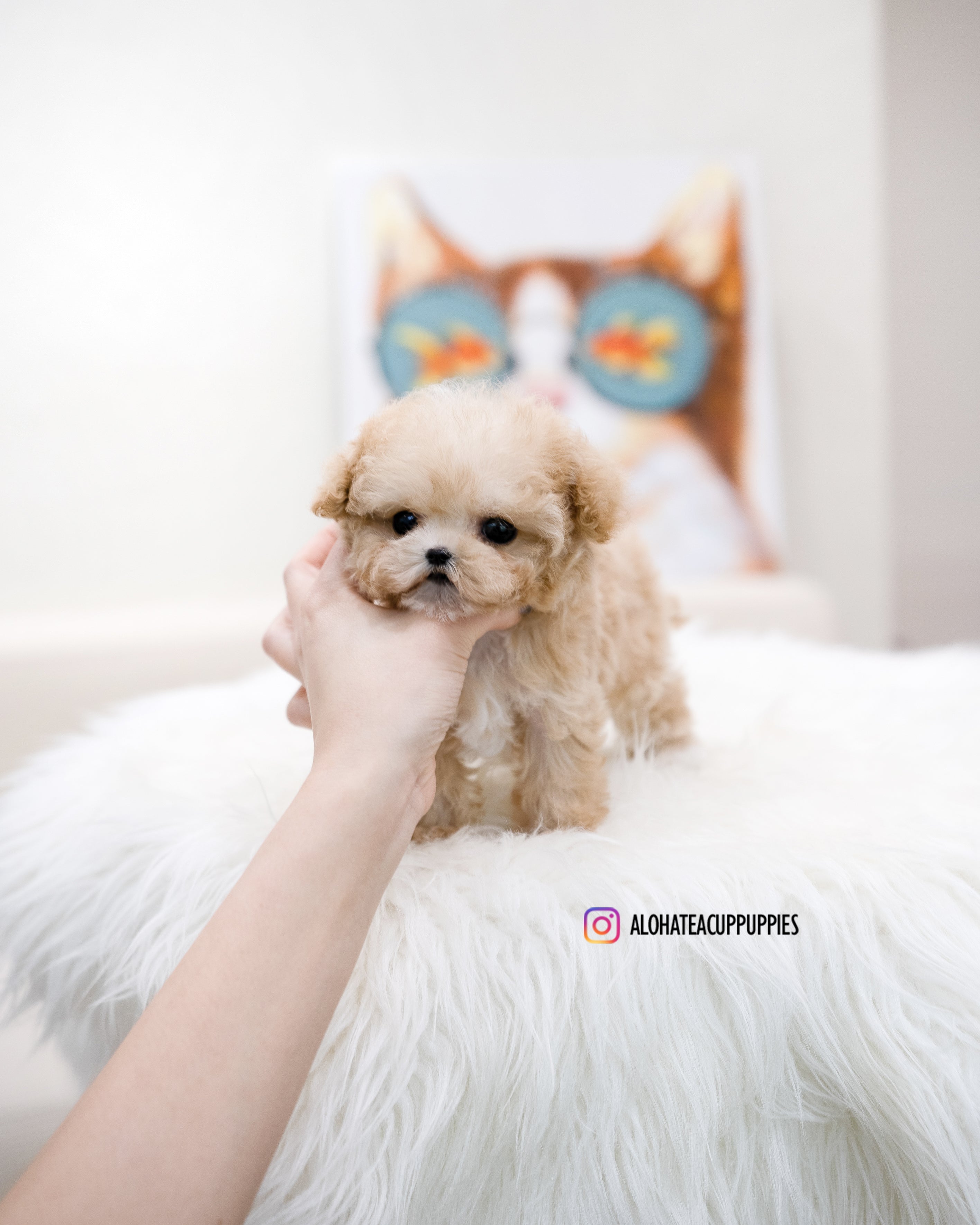 Fay [TEACUP MALTIPOO]